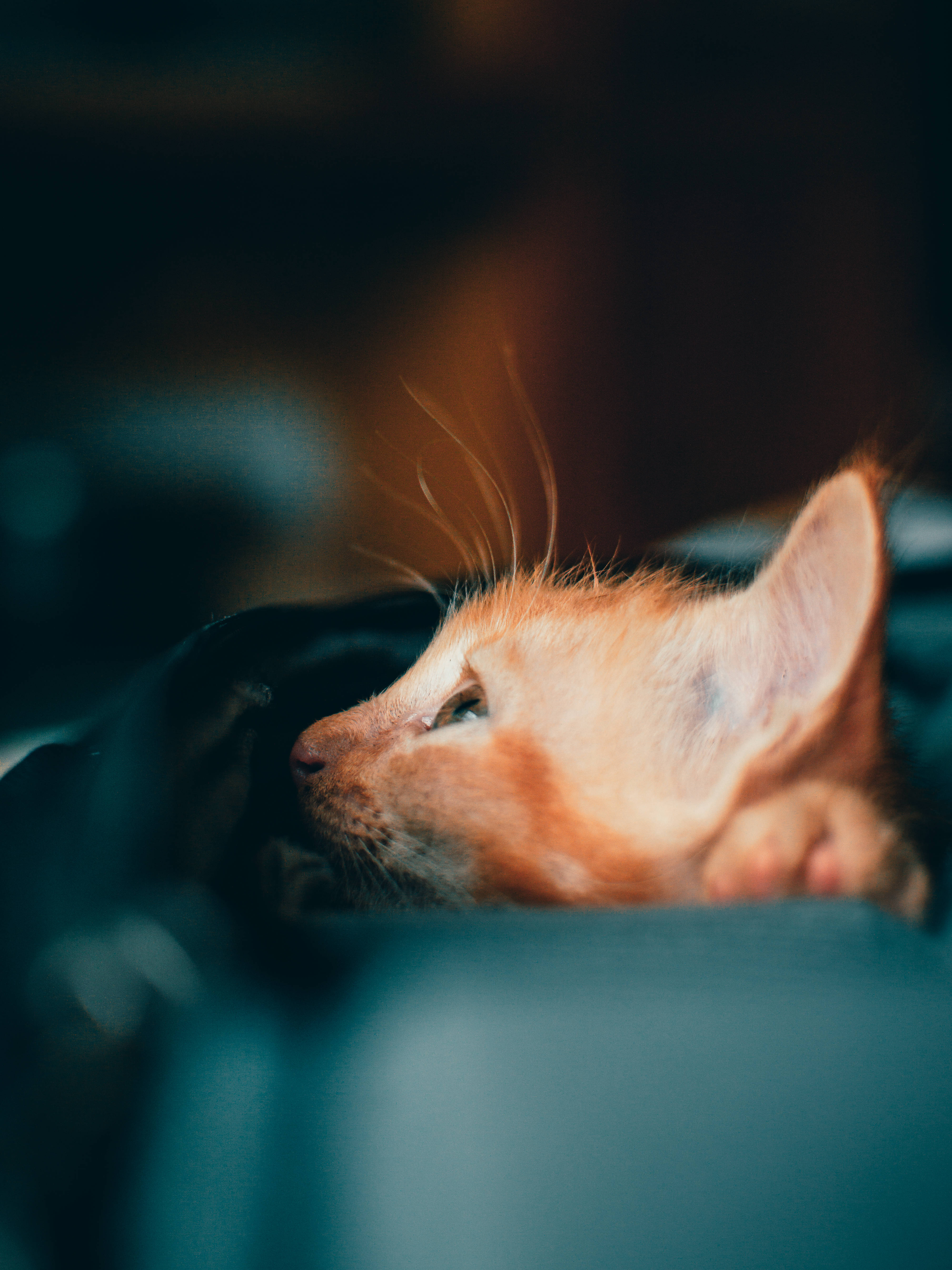 ginger kitten, close-up, soft focus background, 5K Phone Wallpaper