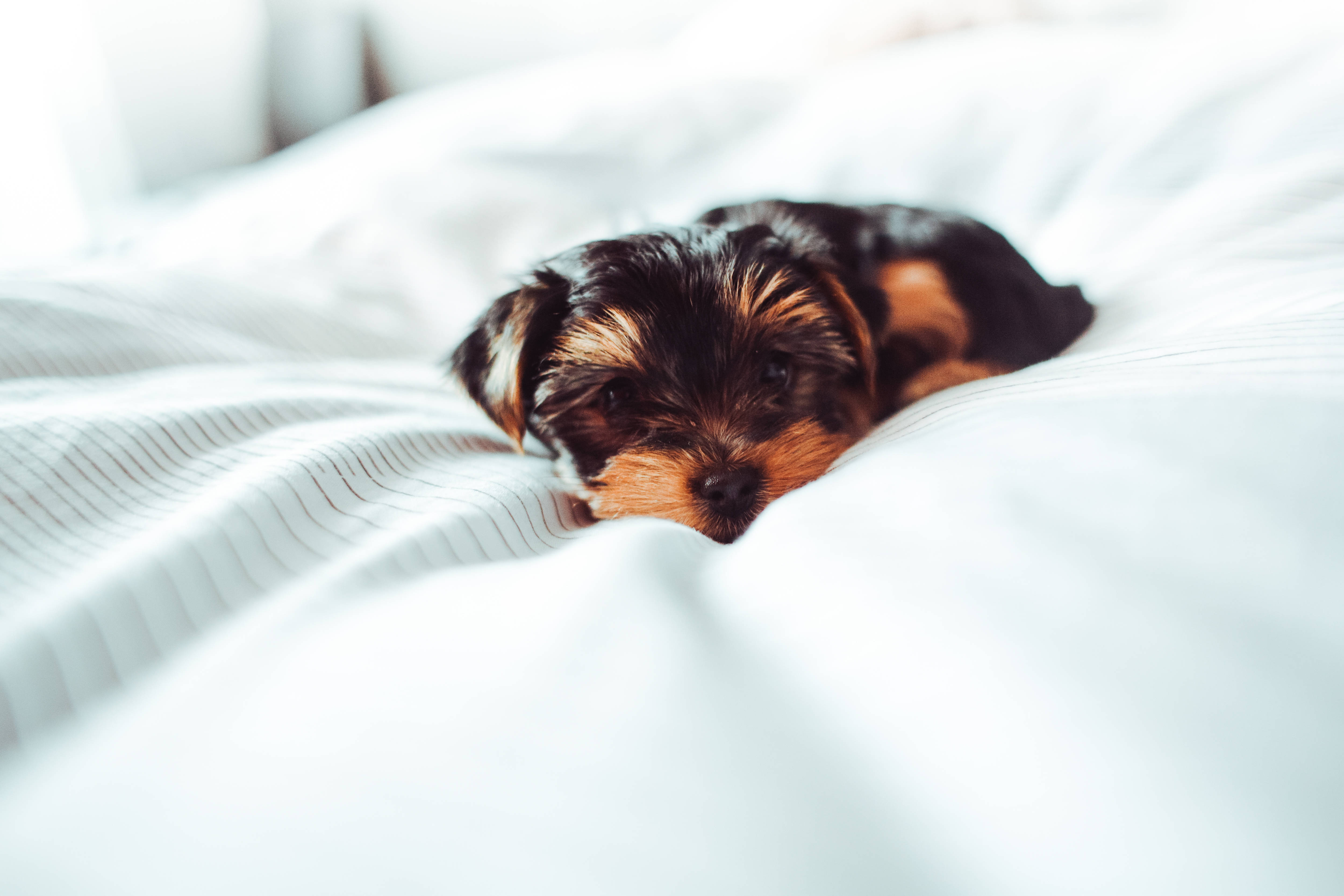 Yorkshire terrier puppy, soft white bedding, gentle morning light, 4K Desktop Wallpaper