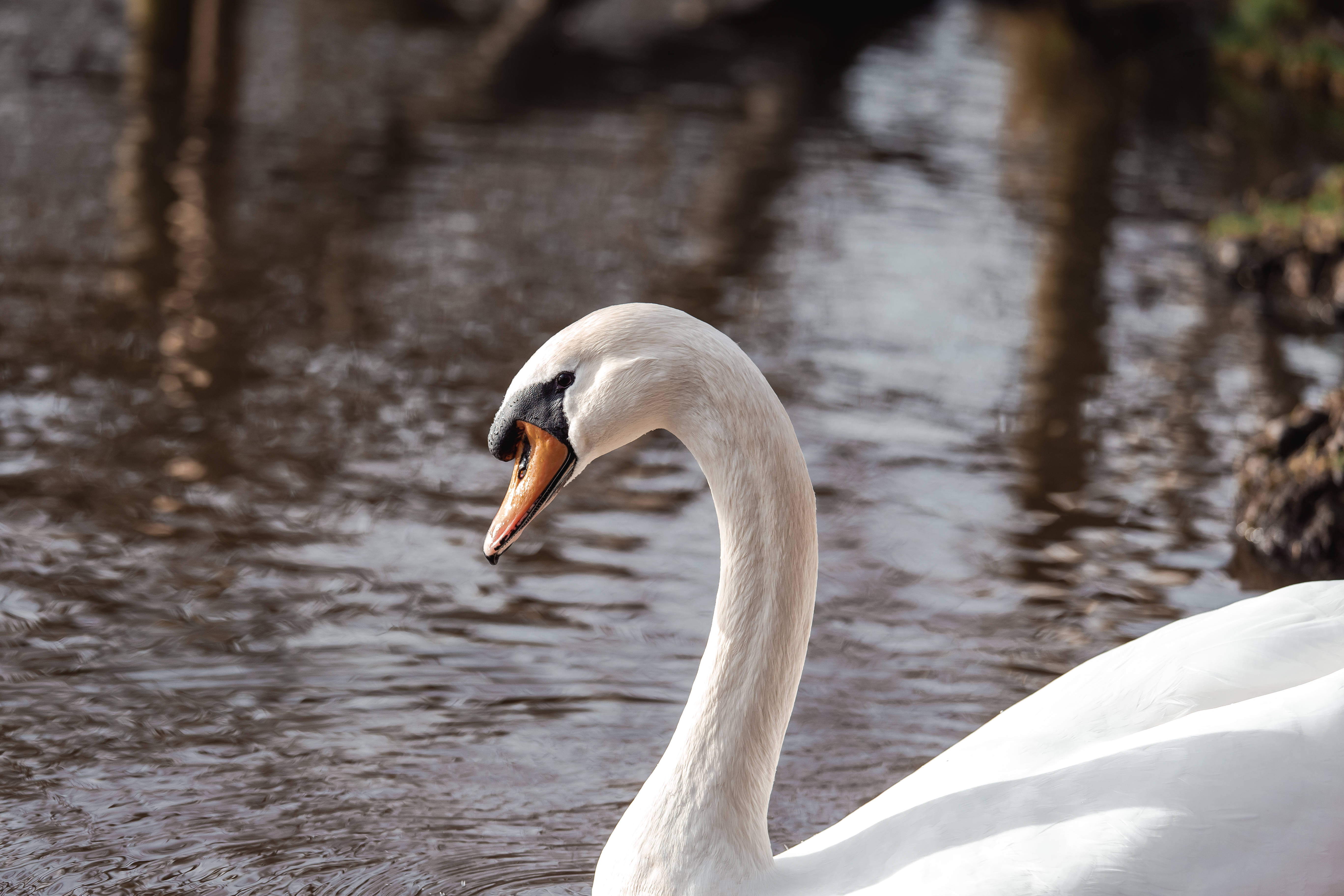 white swan, orange beak, calm reflective water, 5K Desktop Wallpaper