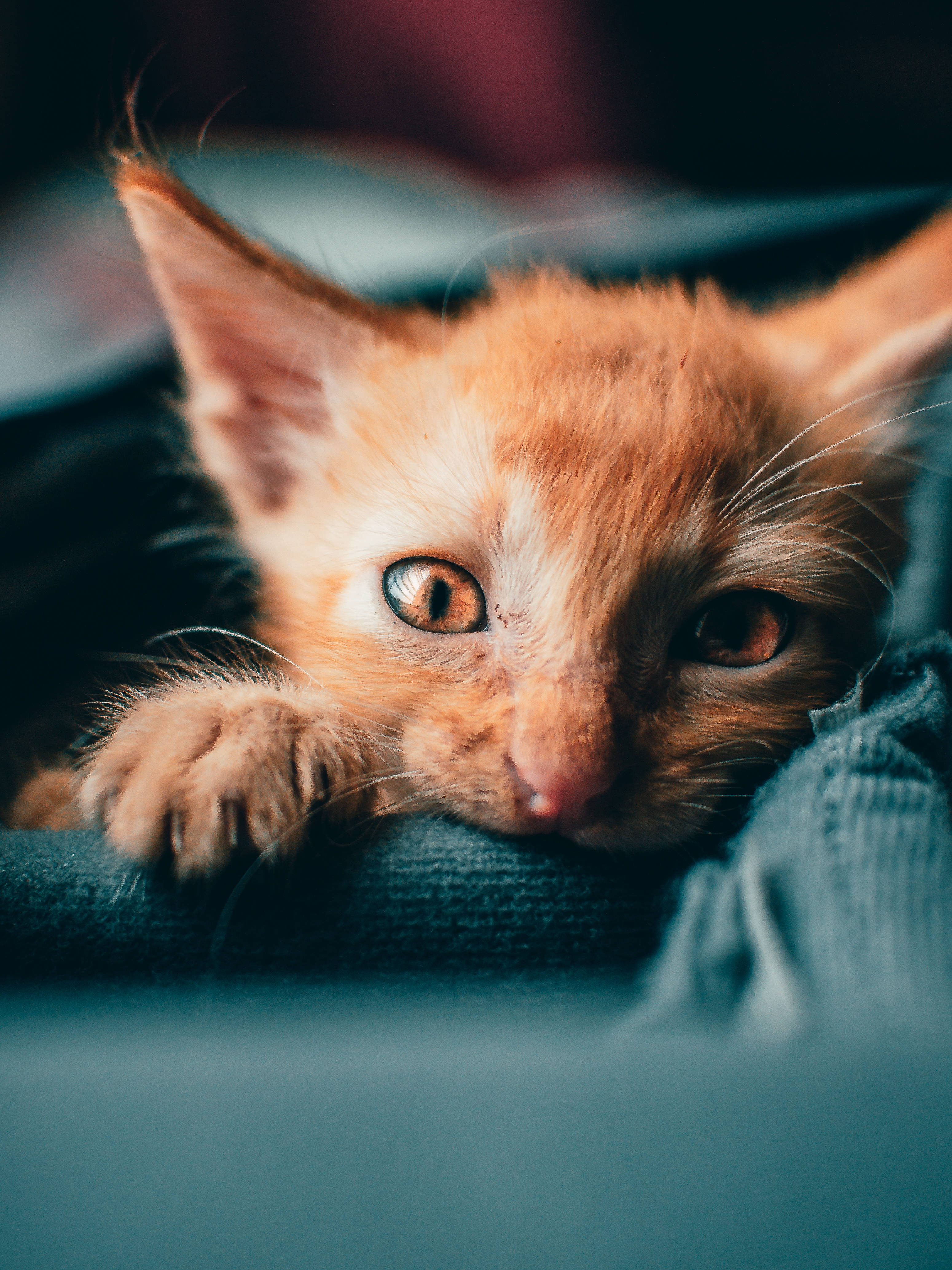 orange kitten, wide curious eyes, dark textured surface, 4K Phone Wallpaper