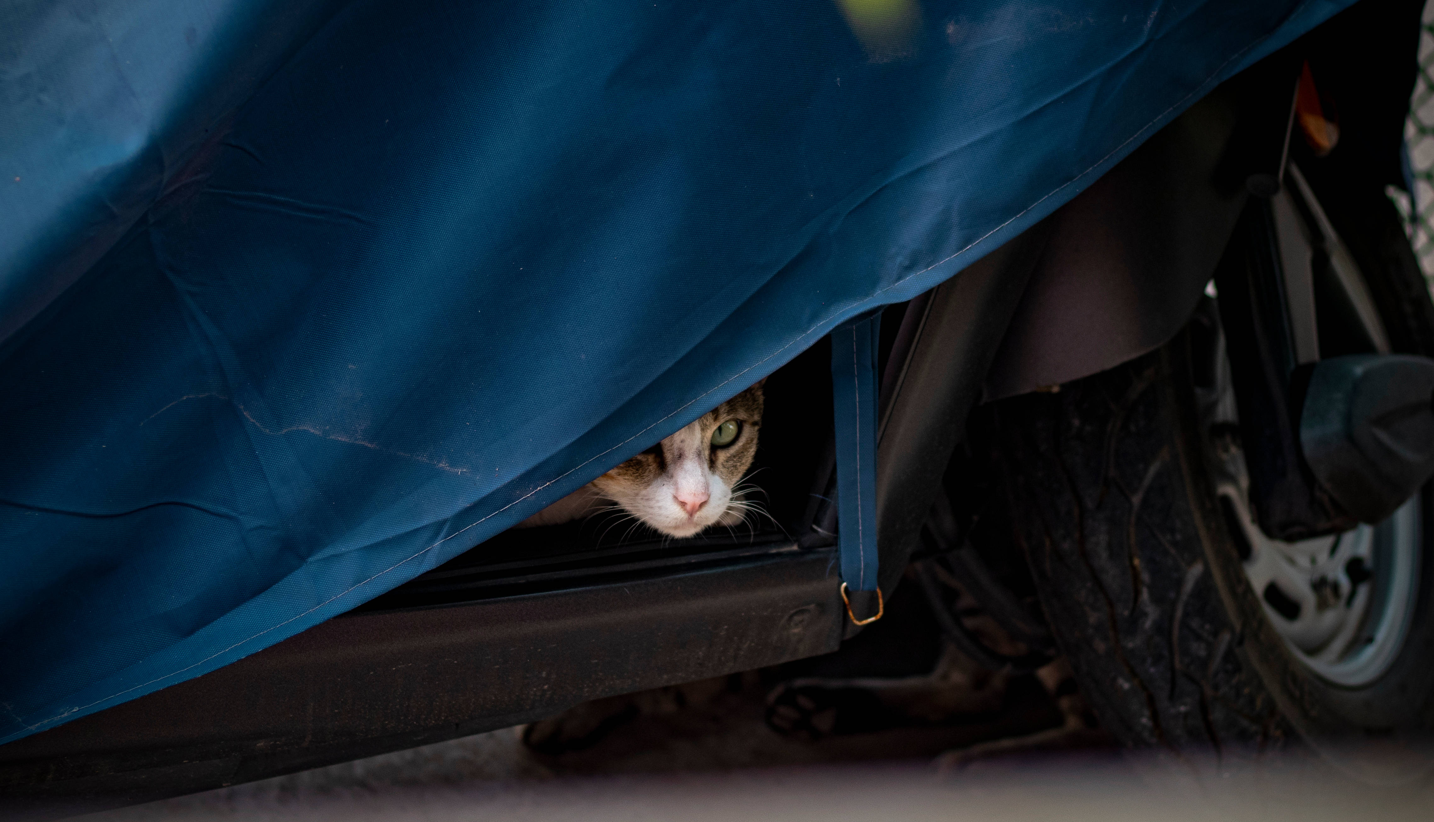 tabby cat, blue tarp, motorcycle wheel, 4K Desktop Wallpaper