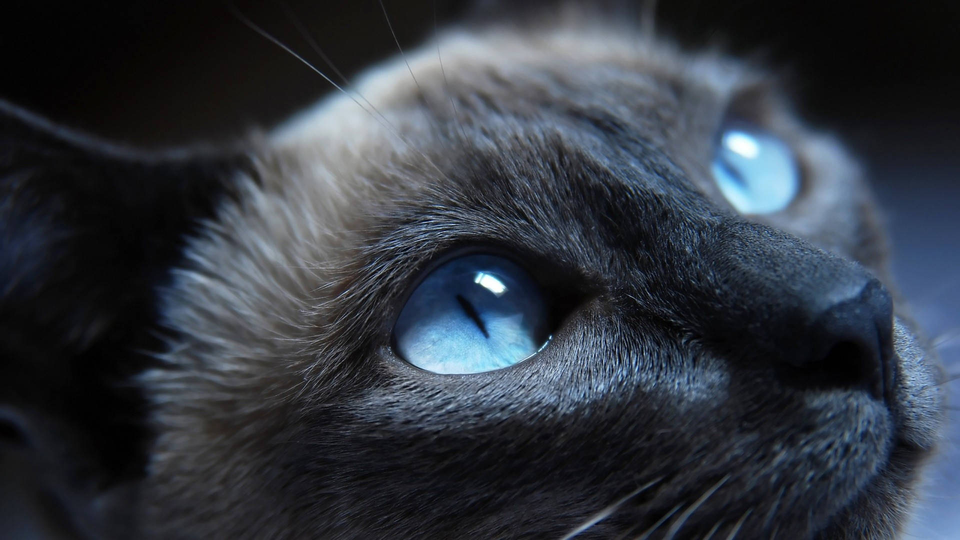 Siamese cat, blue eyes, close-up, Full HD Desktop Wallpaper