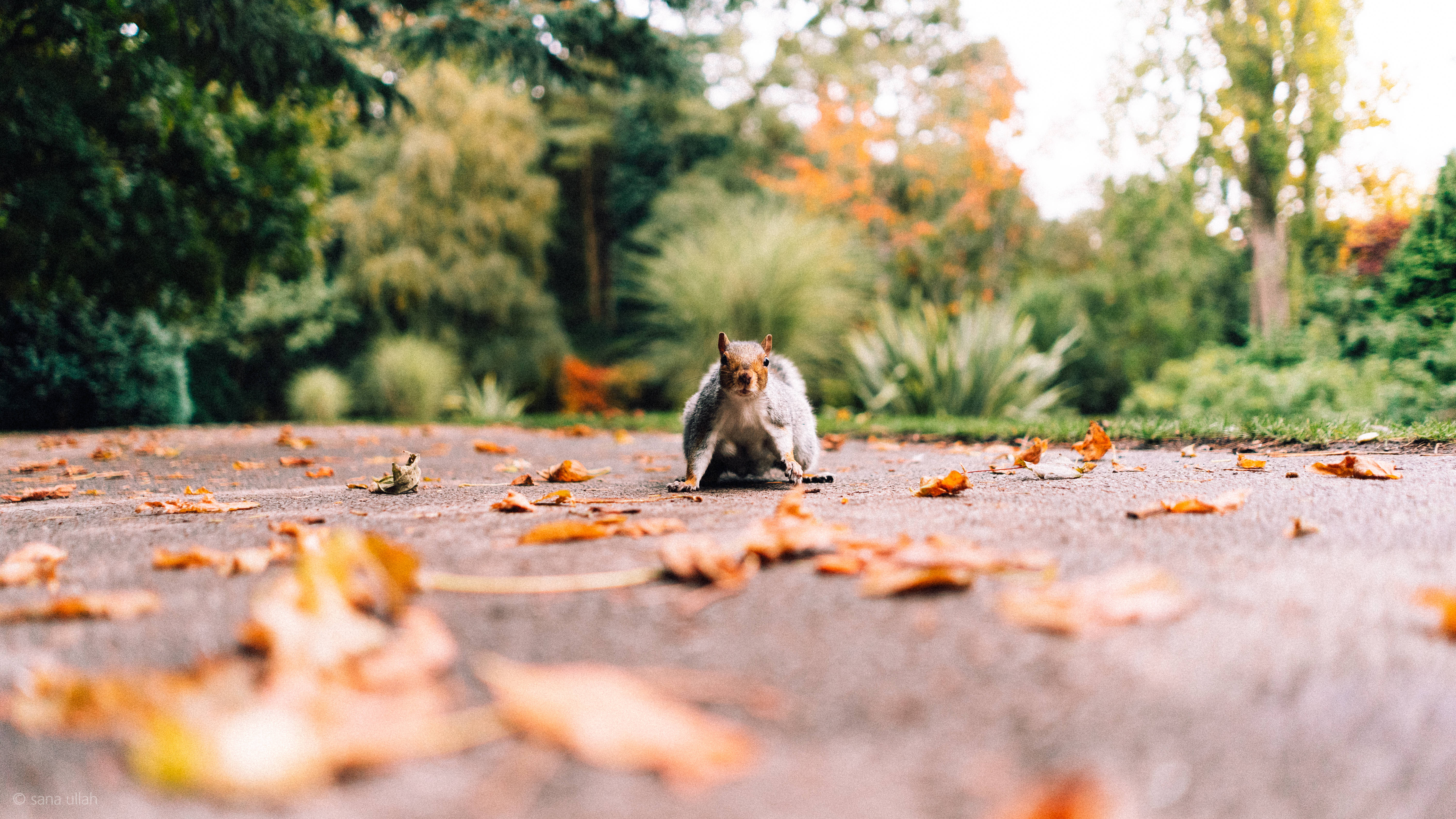 gray squirrel, autumn leaves, paved path, 5K Desktop Wallpaper