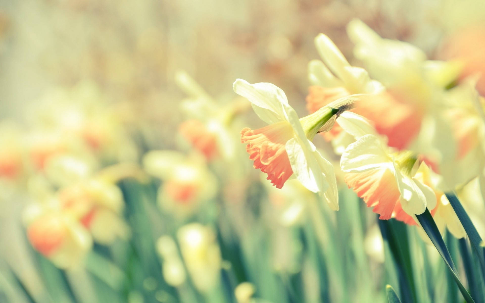 field of daffodils, creamy white petals, orange centers, Full HD Desktop Wallpaper