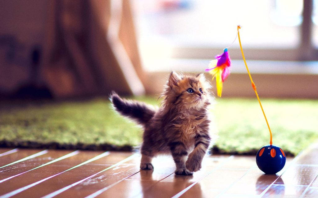 baby kitten, fluffy brown kitten, colorful feather toy, SD Desktop Wallpaper