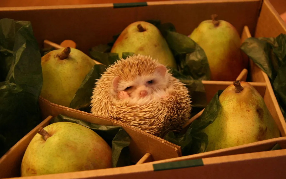 Cute Hedgehog