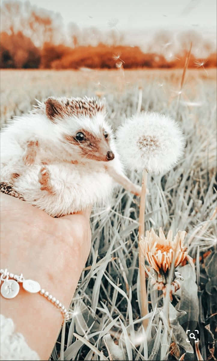 cute hedgehog, white hedgehog, dandelion puffball, SD Phone Wallpaper