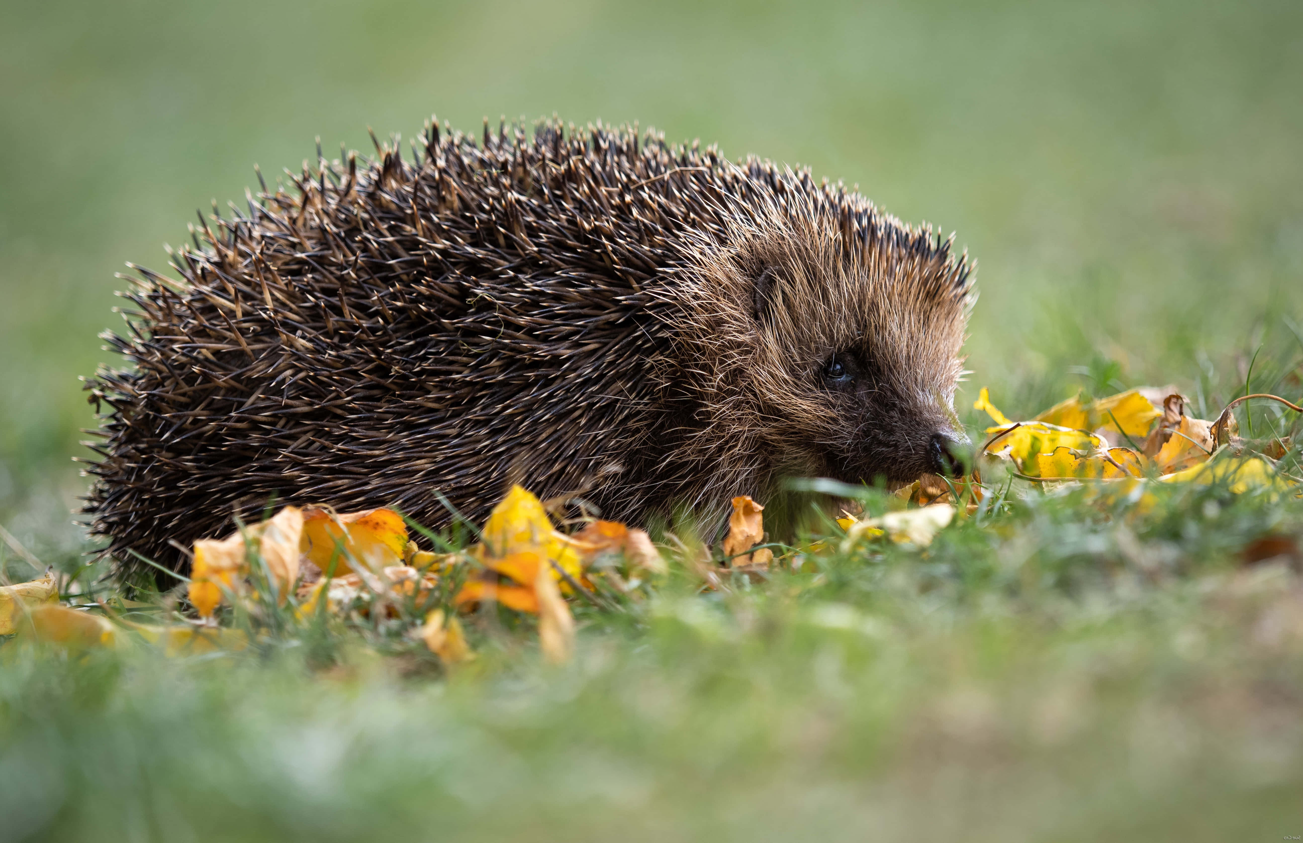 cute hedgehog, yellow leaves, grassy field, 5K Desktop Wallpaper