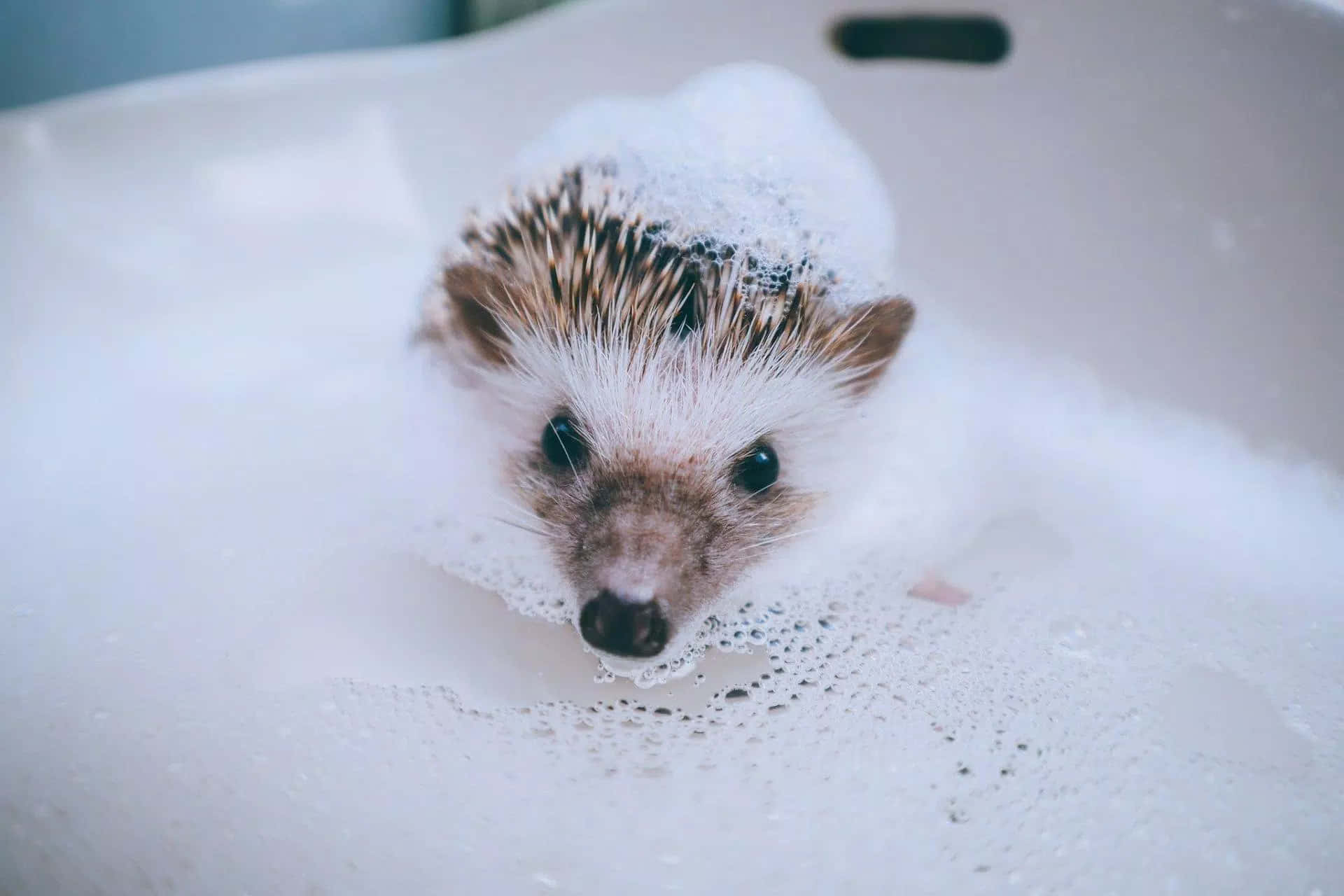 hedgehog, white and brown spines, bathtub, Full HD Desktop Wallpaper