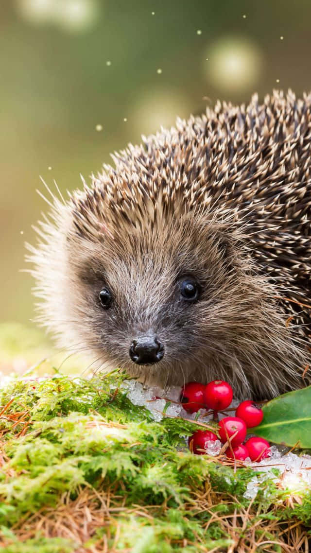 cute hedgehog, mossy ground, bright red berries, SD Phone Wallpaper