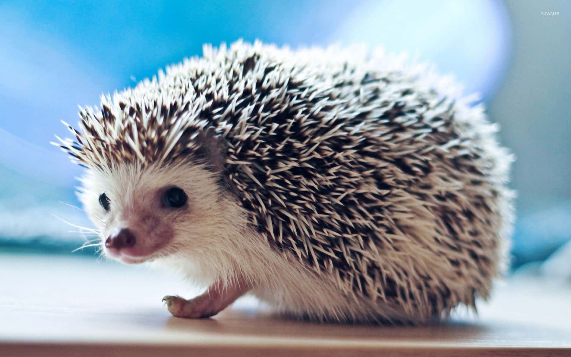 hedgehog, white and brown spines, wooden surface, Full HD Desktop Wallpaper