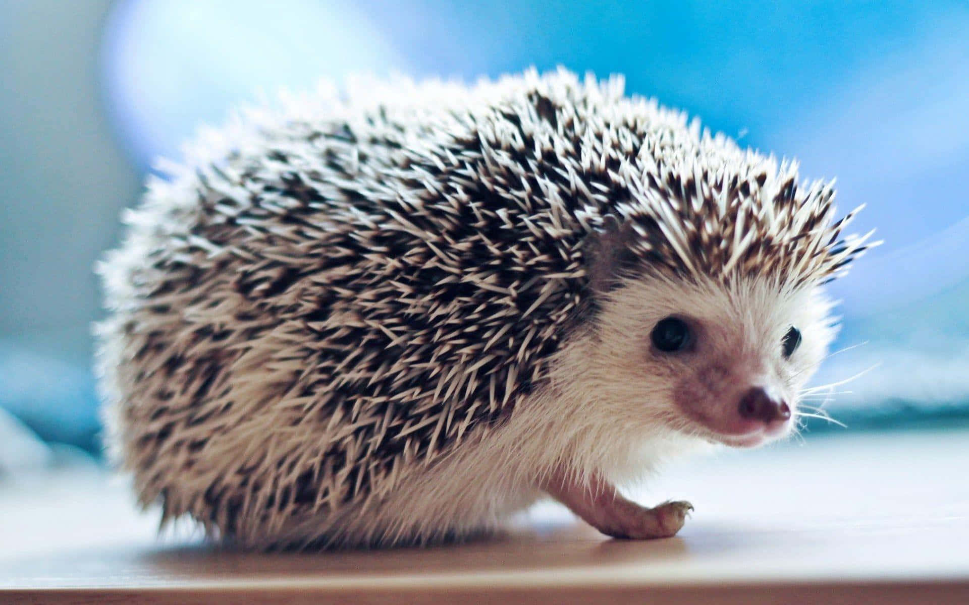 cute hedgehog, tree stump, black and white spines, Full HD Desktop Wallpaper