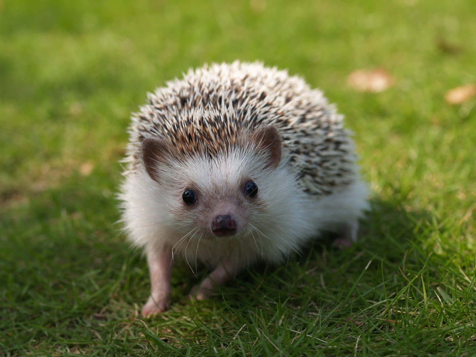cute hedgehog, brown and white spines, vibrant green grass, HD Desktop Wallpaper