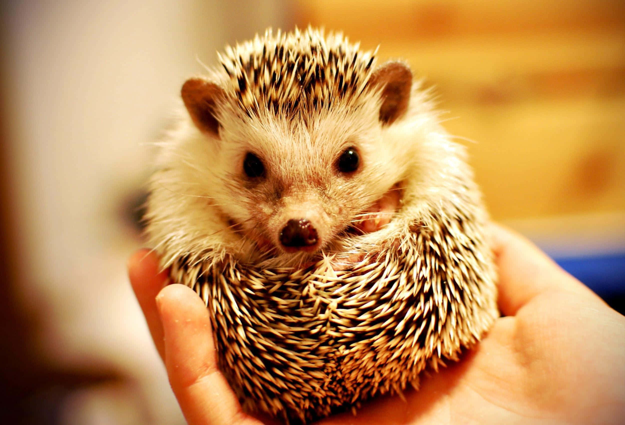 cute hedgehog, soft white fur, sharp spines, Full HD Desktop Wallpaper