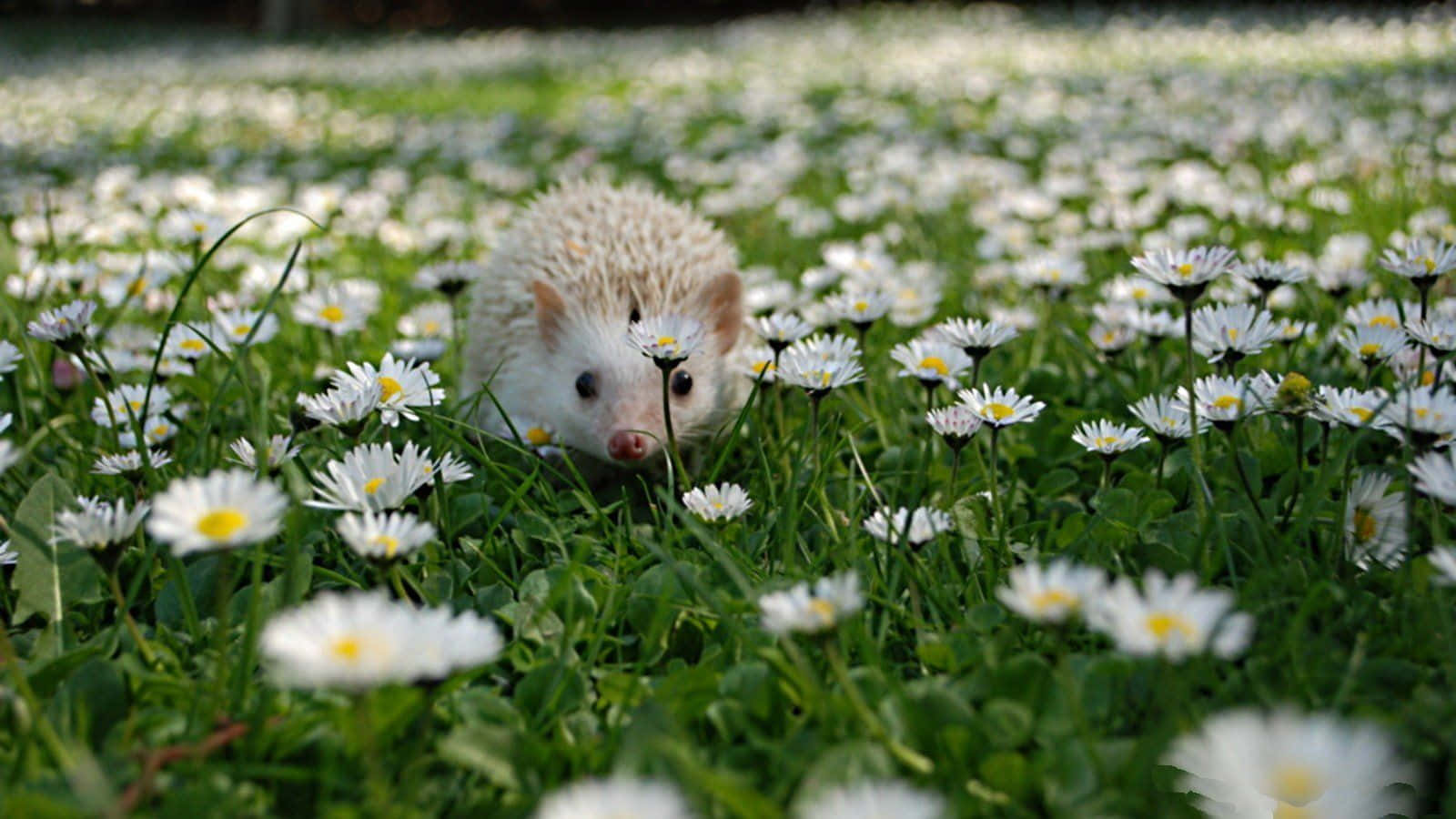cute hedgehog, white daisies, green grass, HD Desktop Wallpaper