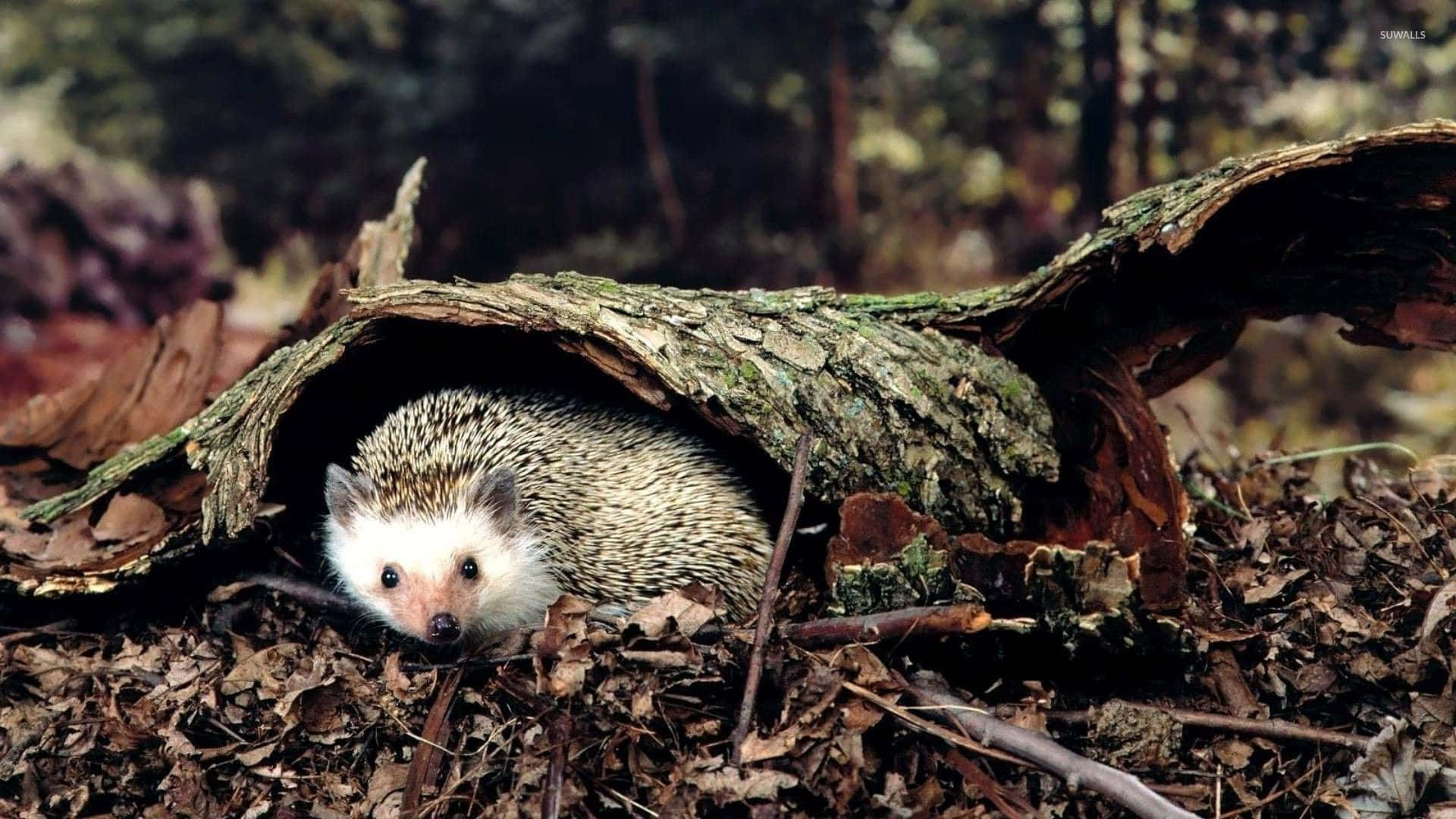 cute hedgehog, mossy fallen log, forest floor, Full HD Desktop Wallpaper