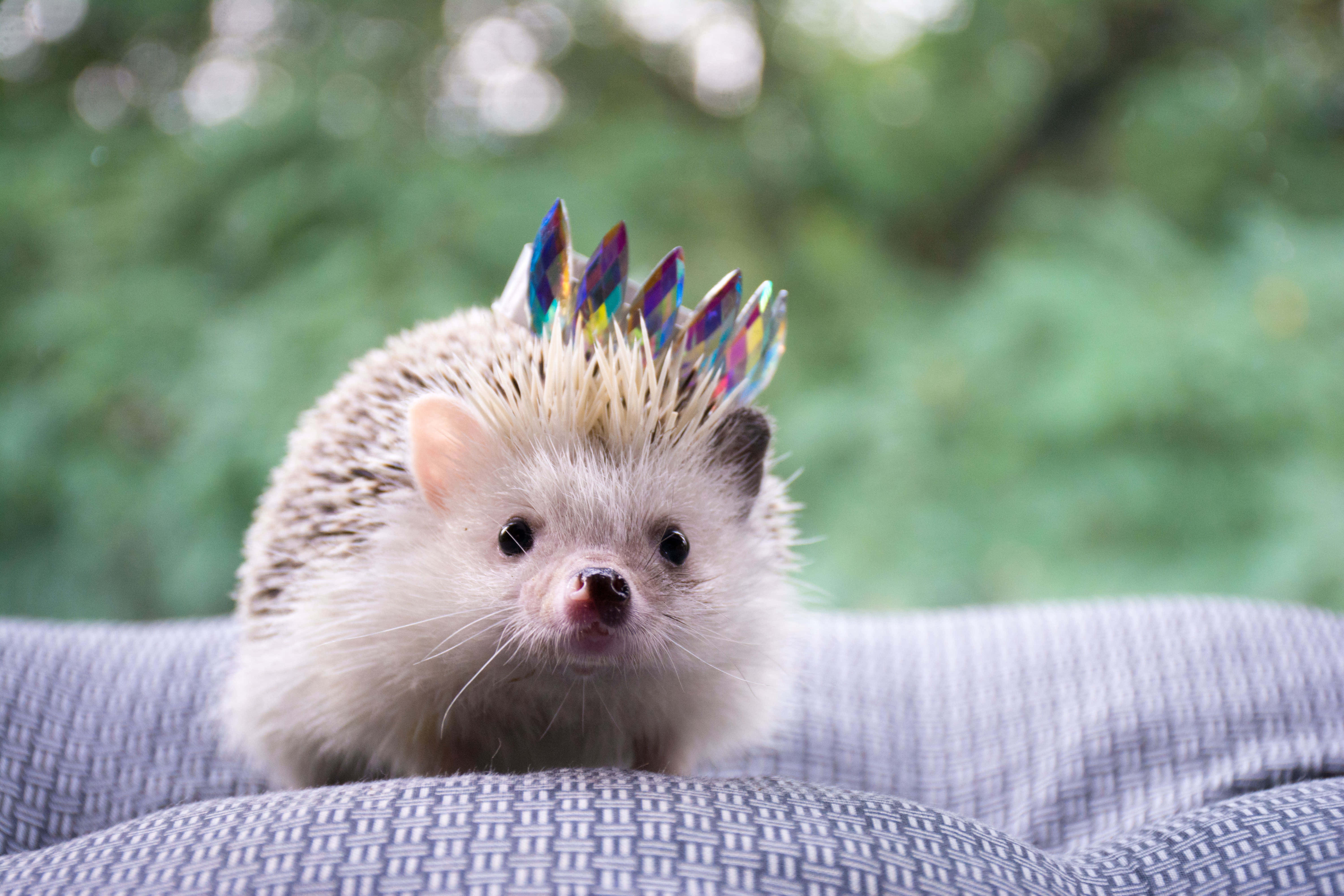 cute hedgehog, colorful jeweled crown, patterned cushion, 5K Desktop Wallpaper