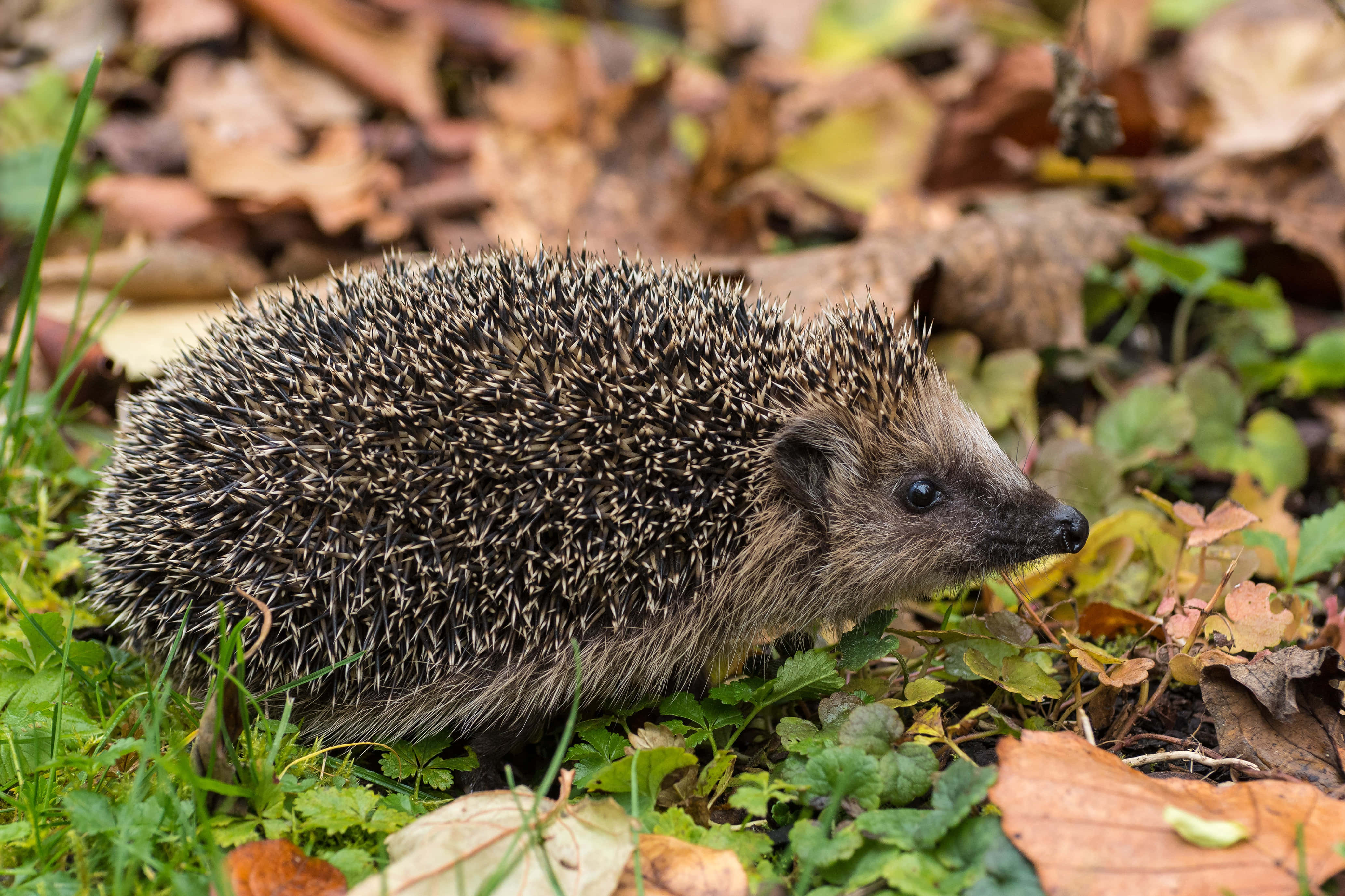 cute hedgehog, dark spines, soft face, 4K Desktop Wallpaper