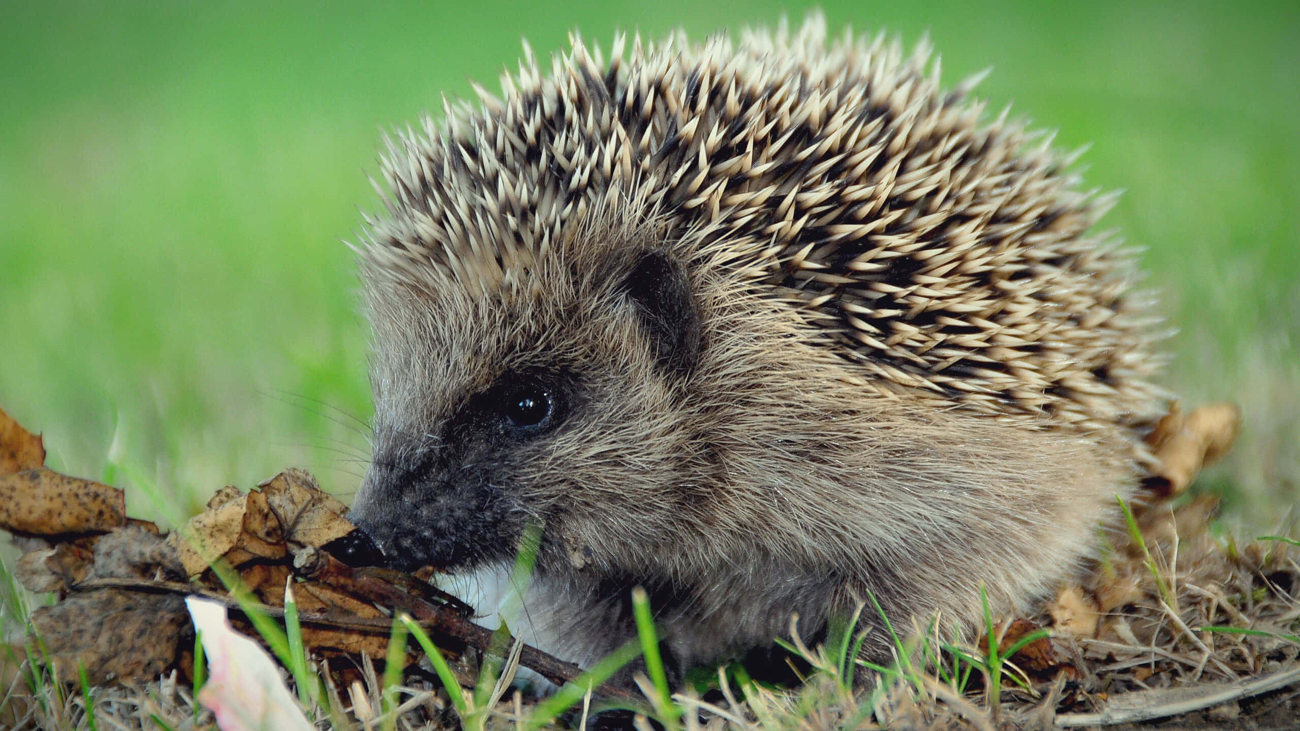 cute hedgehog, spiky brown and white quills, green grass, 2K Desktop Wallpaper