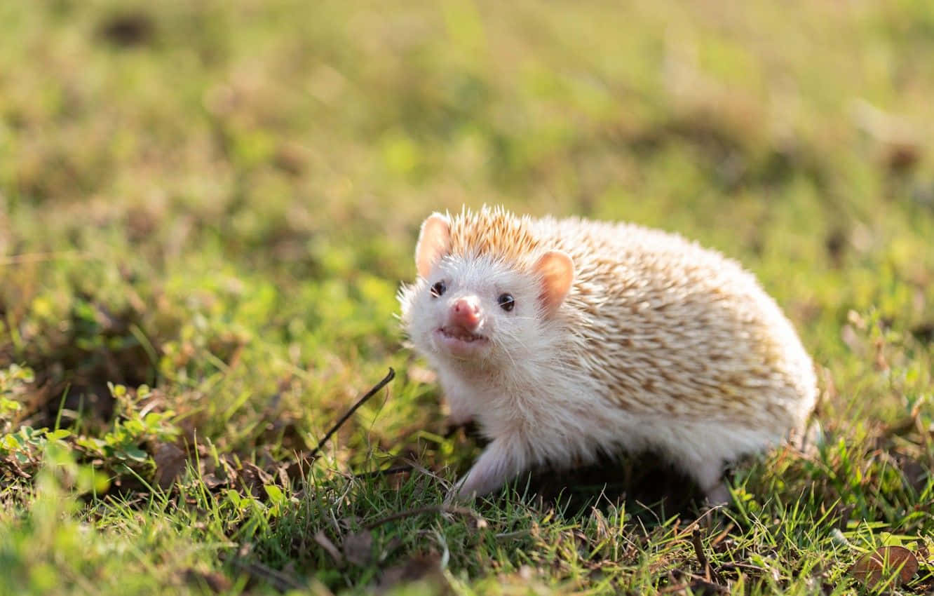 cute hedgehog, white hedgehog, tan spines, HD Desktop Wallpaper