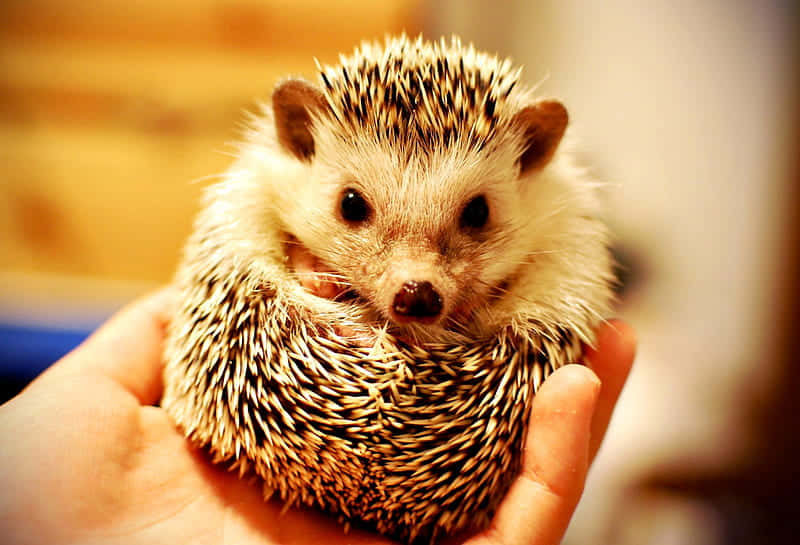 cute hedgehog, black and white spines, cupped hands, SD Desktop Wallpaper