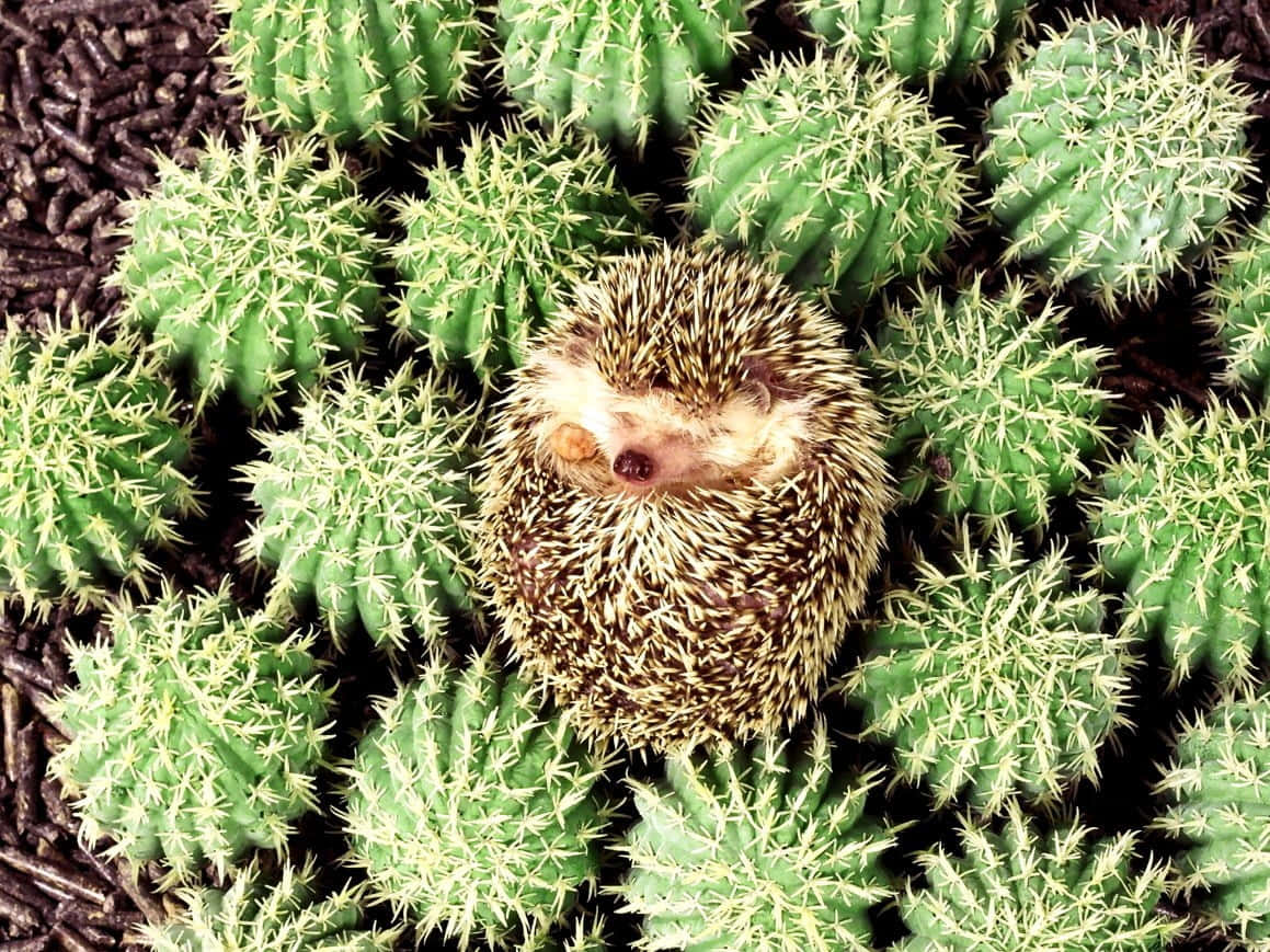 Cute Hedgehog, vibrant green cacti, sharp spines, SD Desktop Wallpaper