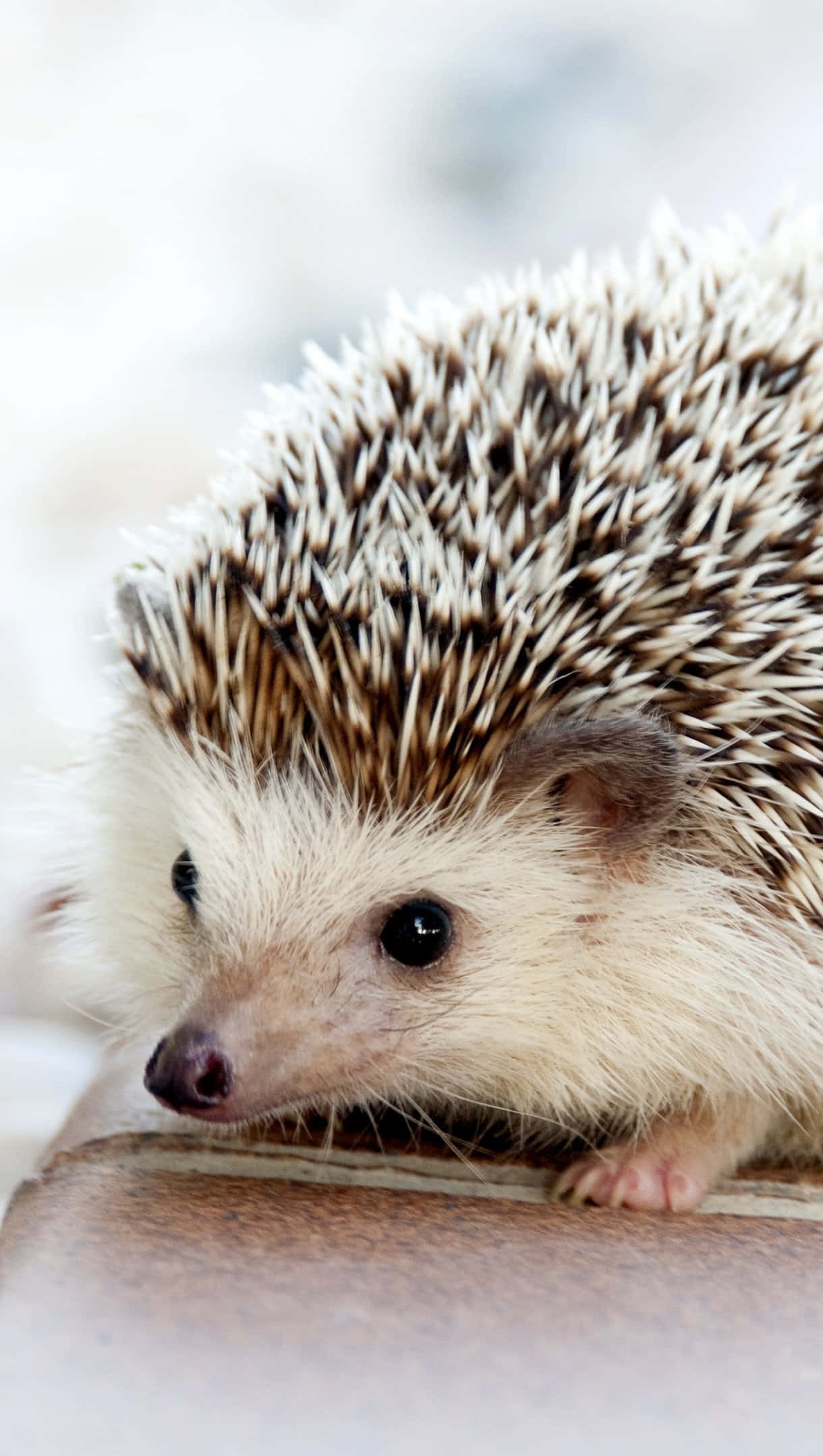 cute hedgehog, brown and white spines, textured surface, Full HD Phone Wallpaper