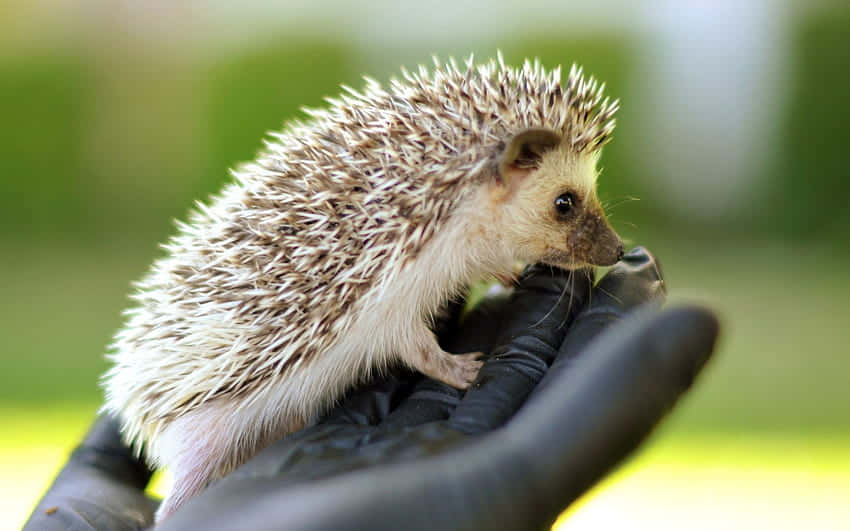 cute hedgehog, spiky brown and white quills, gloved hand, SD Desktop Wallpaper