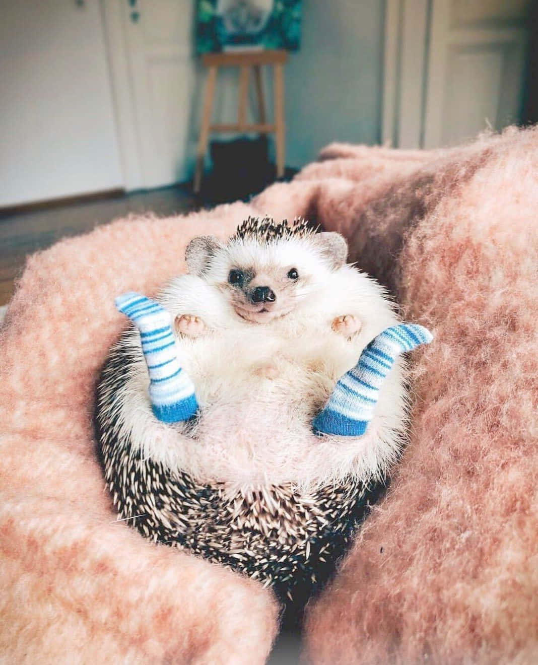 cute hedgehog, blue striped socks, fluffy pink blanket, HD Phone Wallpaper