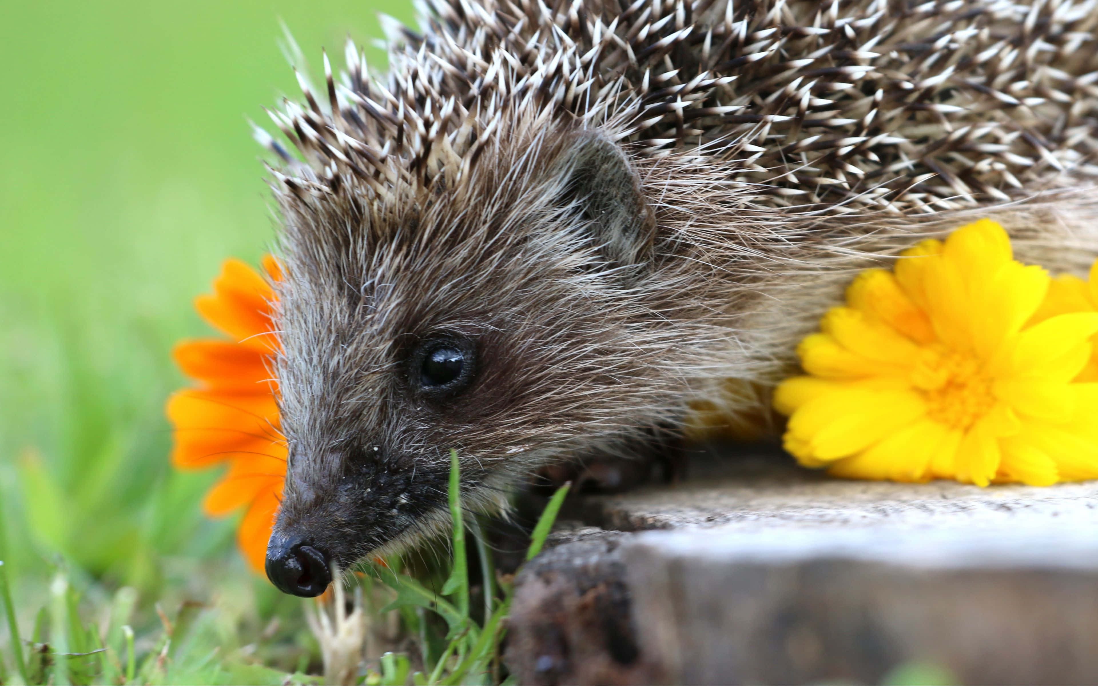 cute hedgehog, sharp spines, bright orange and yellow flowers, 4K Desktop Wallpaper