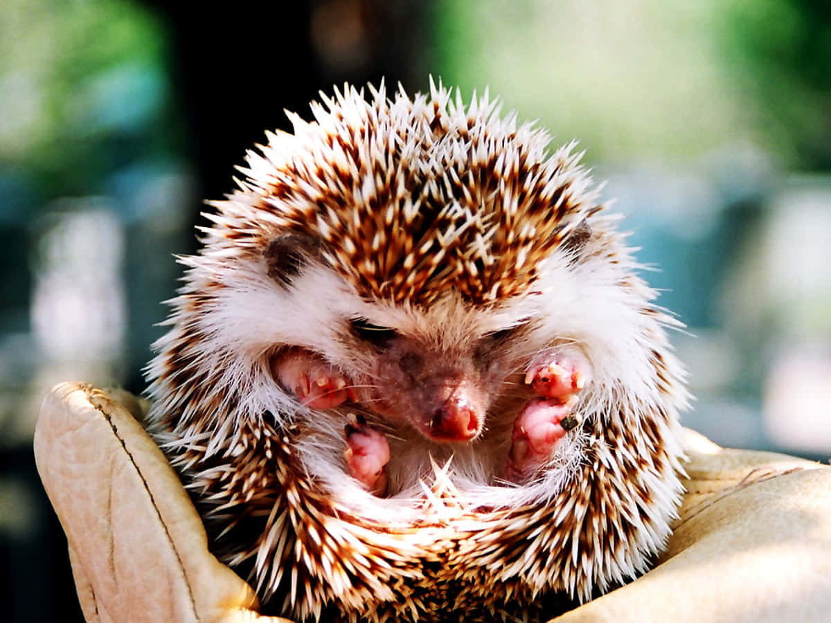 hedgehog, brown and white spines, gloved hand, SD Desktop Wallpaper