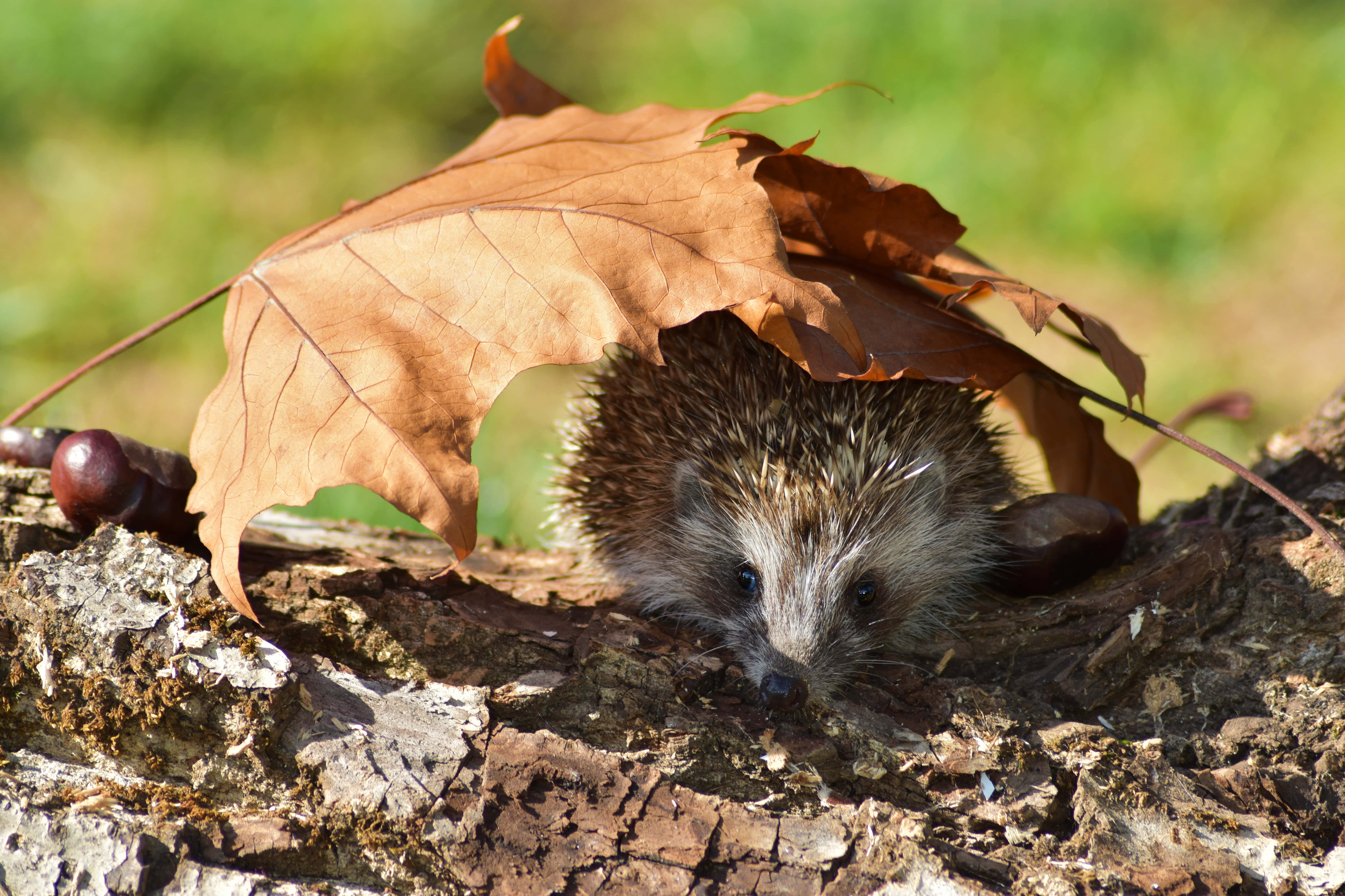 hedgehog, brown leaf, mossy tree stump, 5K Desktop Wallpaper