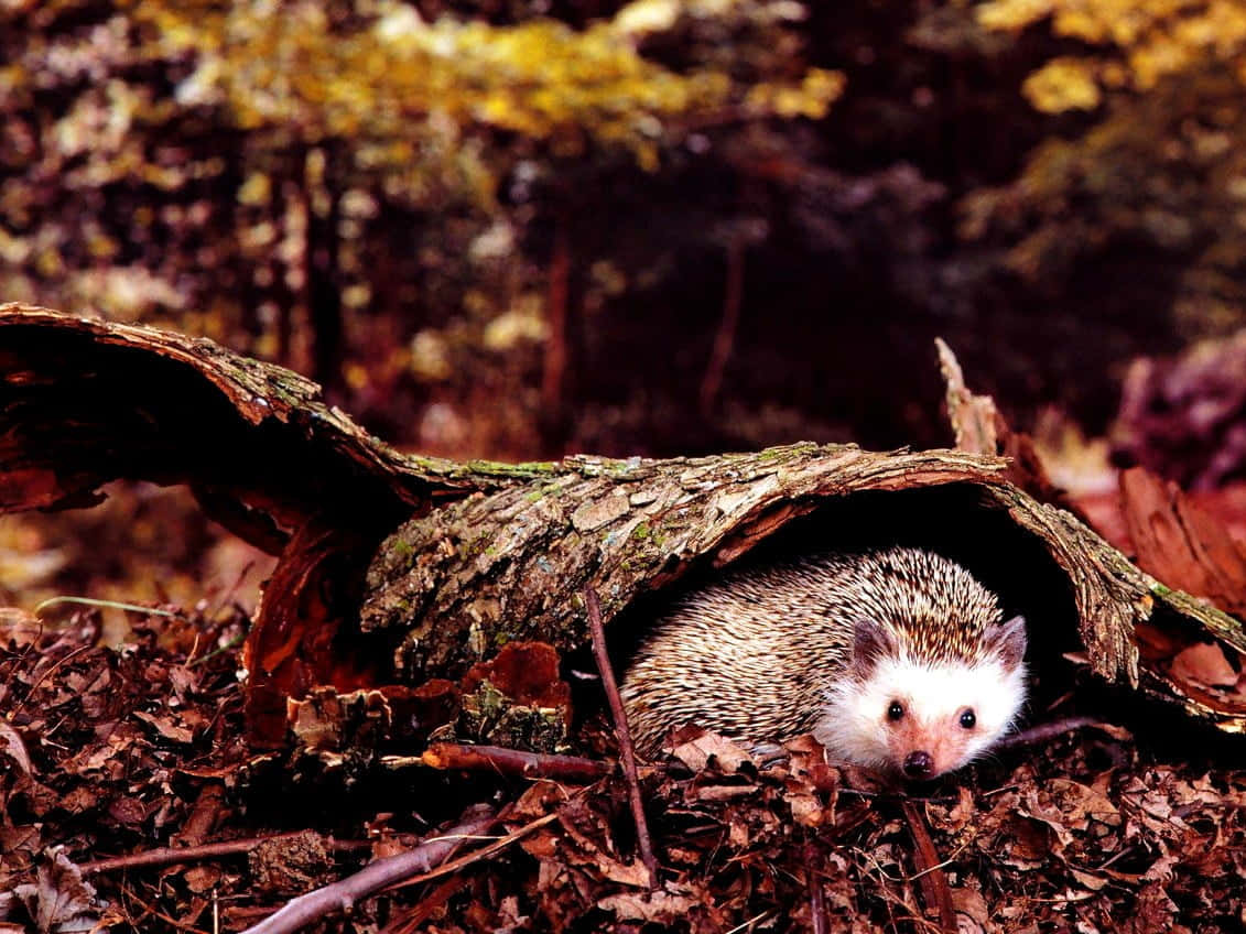 cute hedgehog, autumn leaves, forest, SD Desktop Wallpaper