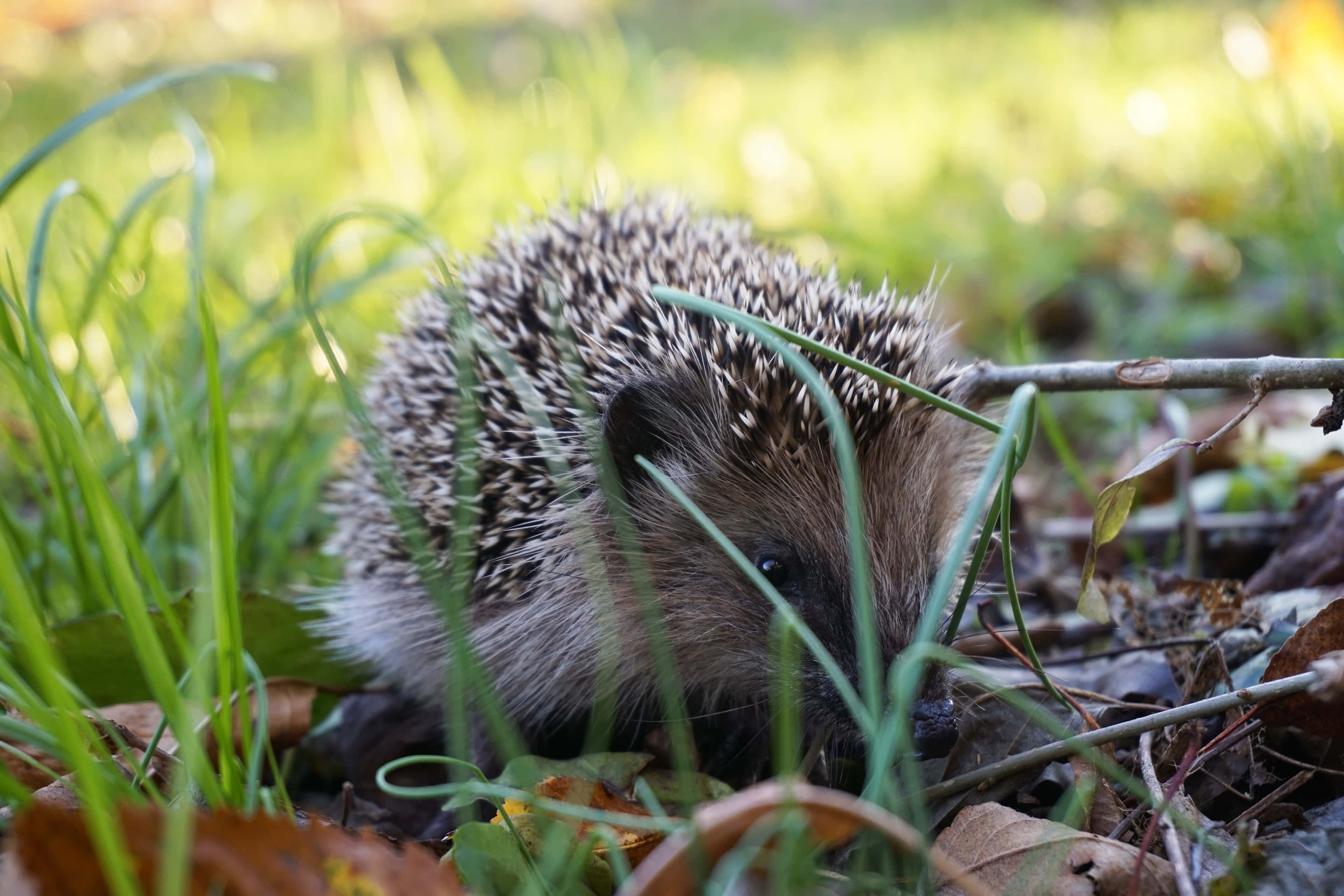 cute hedgehog, spiky brown and white quills, green grass, 4K Desktop Wallpaper