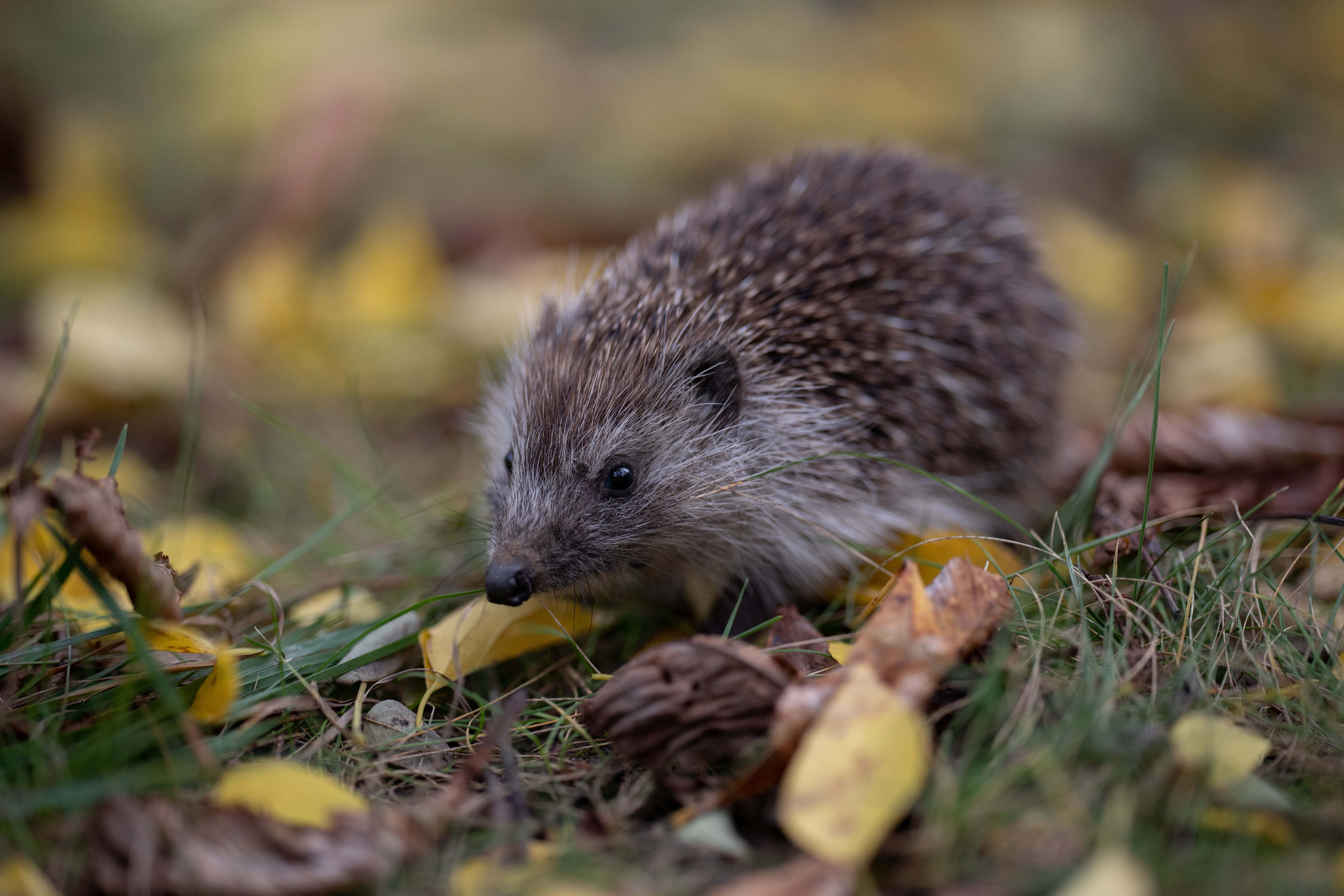 cute hedgehog, spiky brown fur, fallen yellow leaves, 5K Desktop Wallpaper