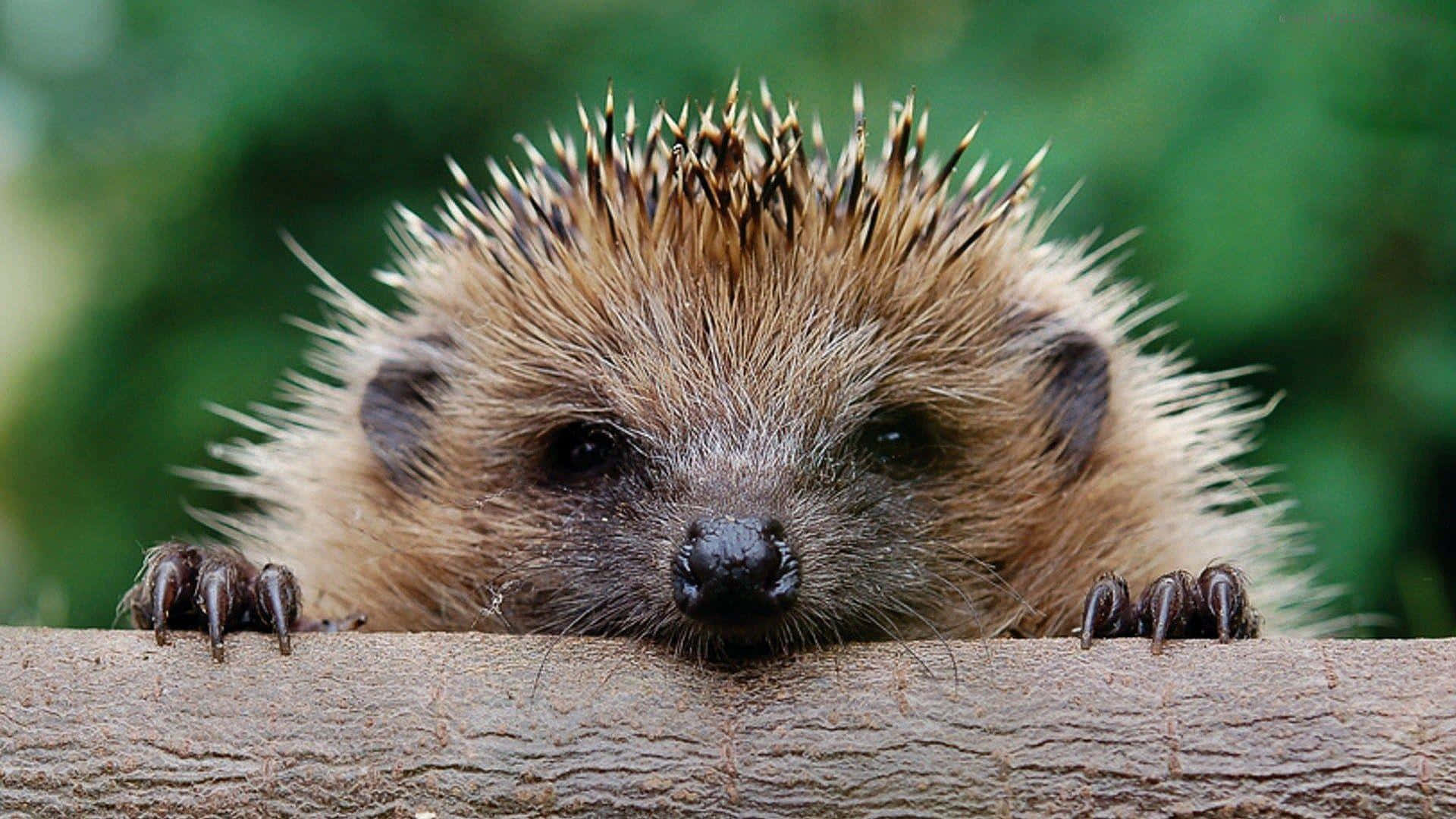 hedgehog, wooden fence, rough wooden log, Full HD Desktop Wallpaper