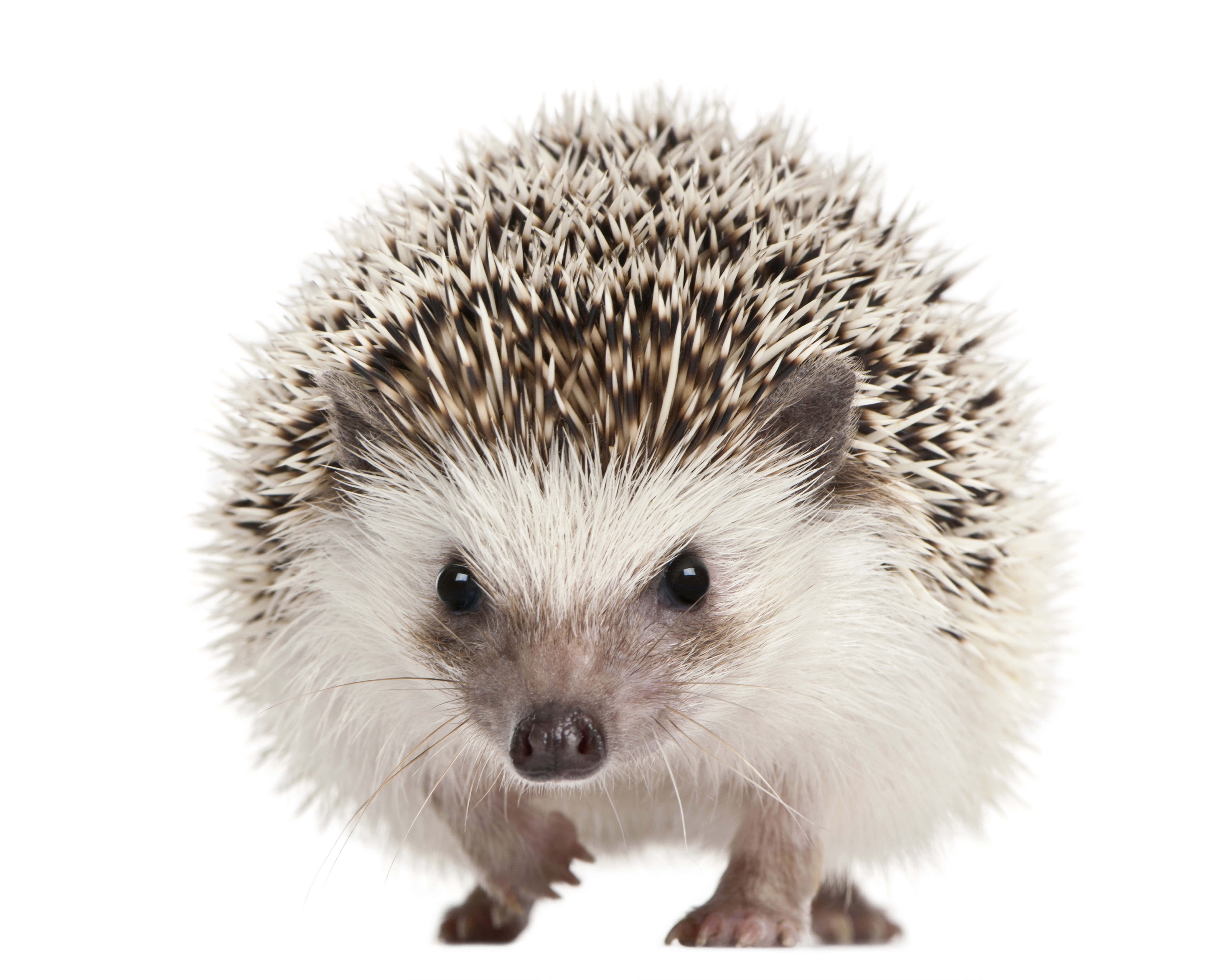 hedgehog, white background, white and brown spines, 5K Desktop Wallpaper