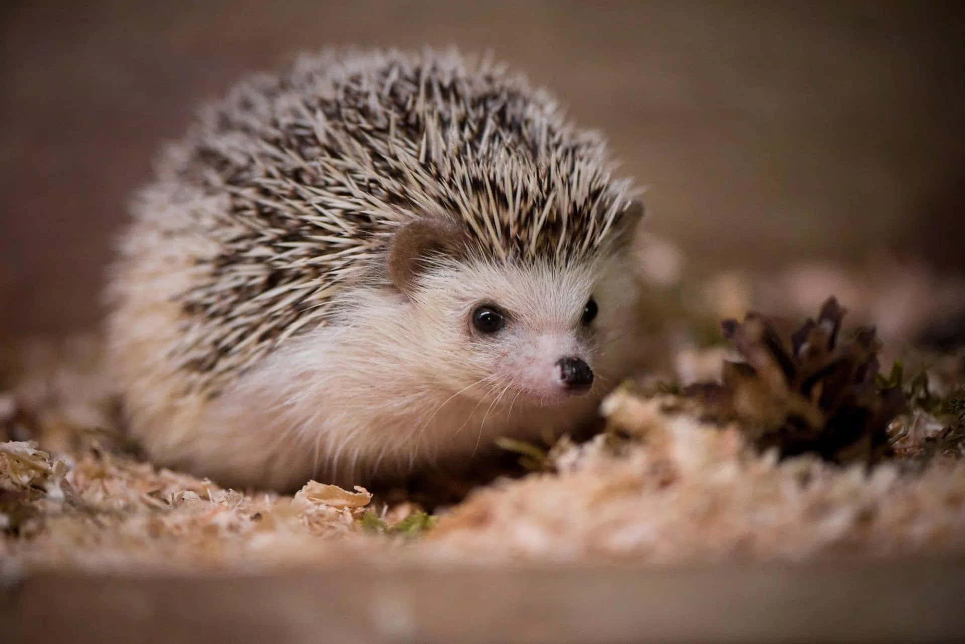 cute hedgehog, small hedgehog, spiky brown and white quills, Full HD Desktop Wallpaper