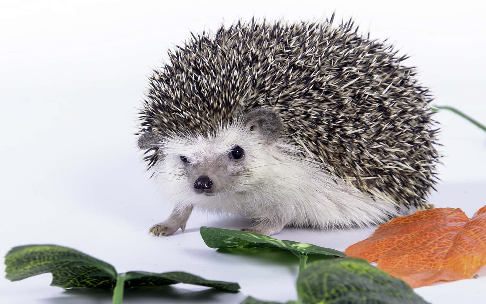 cute hedgehog, black and white spines, white surface, HD Desktop Wallpaper