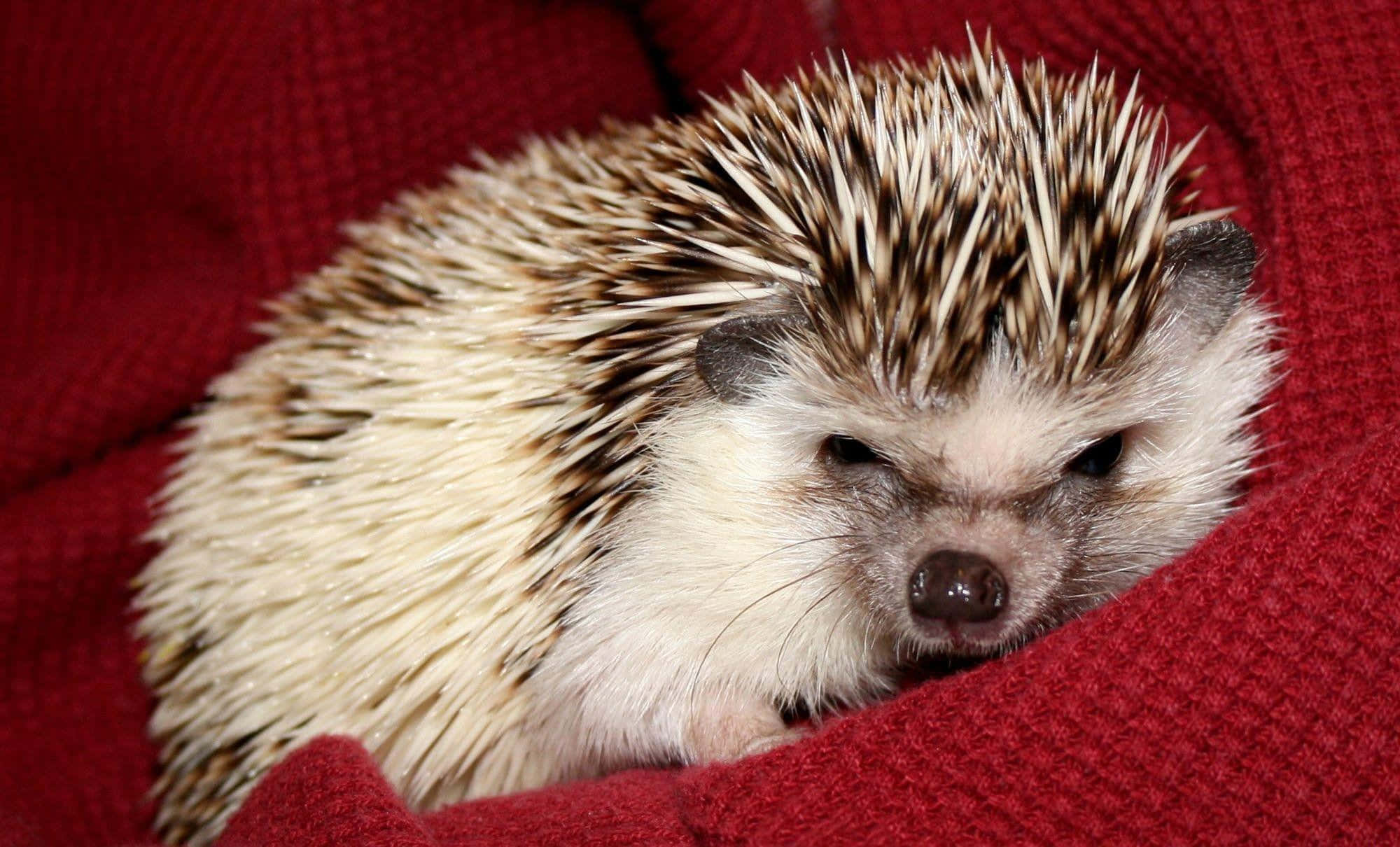 cute hedgehog, brown and white spines, textured red blanket, Full HD Desktop Wallpaper