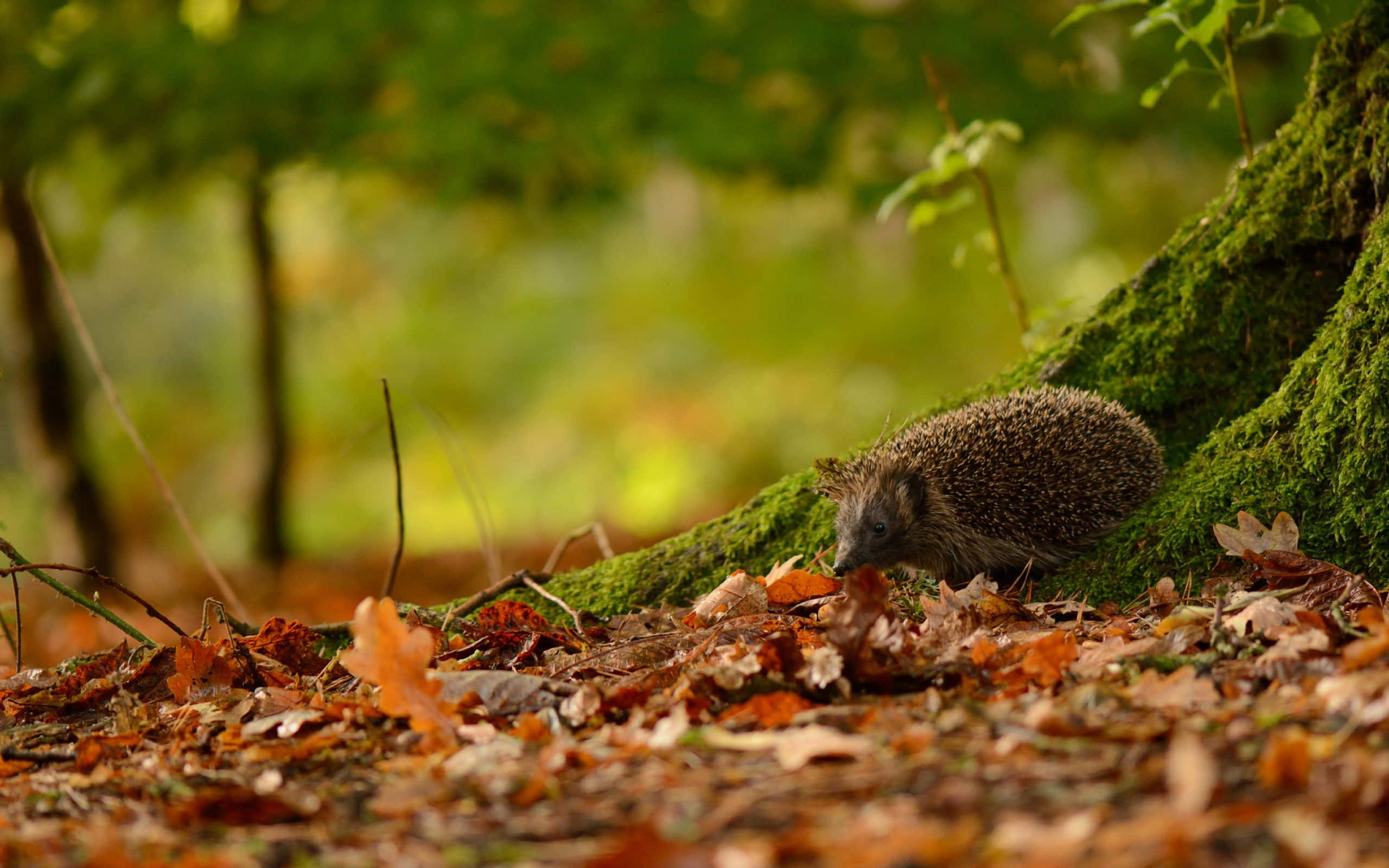 cute hedgehog, autumn leaves, mossy tree trunk, 2K Desktop Wallpaper
