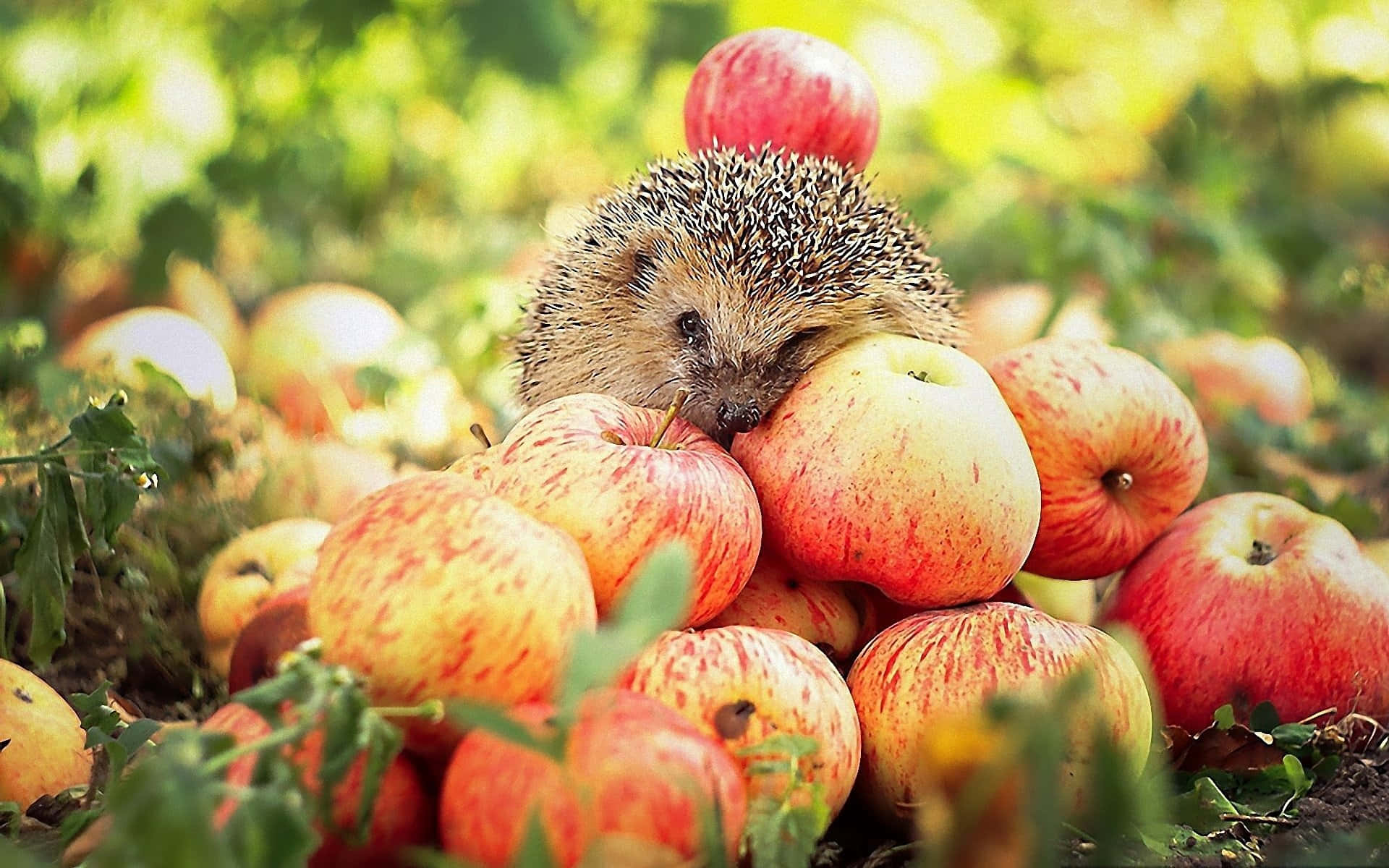 cute hedgehog, ripe red and yellow apples, sunlit garden, Full HD Desktop Wallpaper