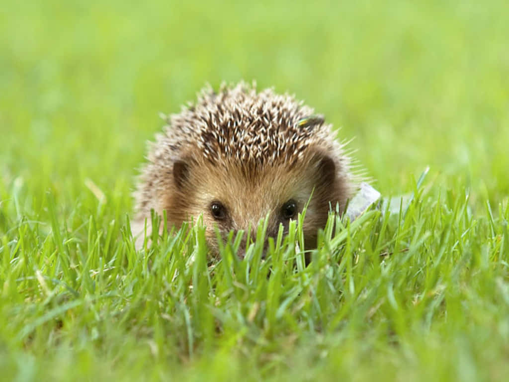 hedgehog, brown spines, vibrant green grass, SD Desktop Wallpaper
