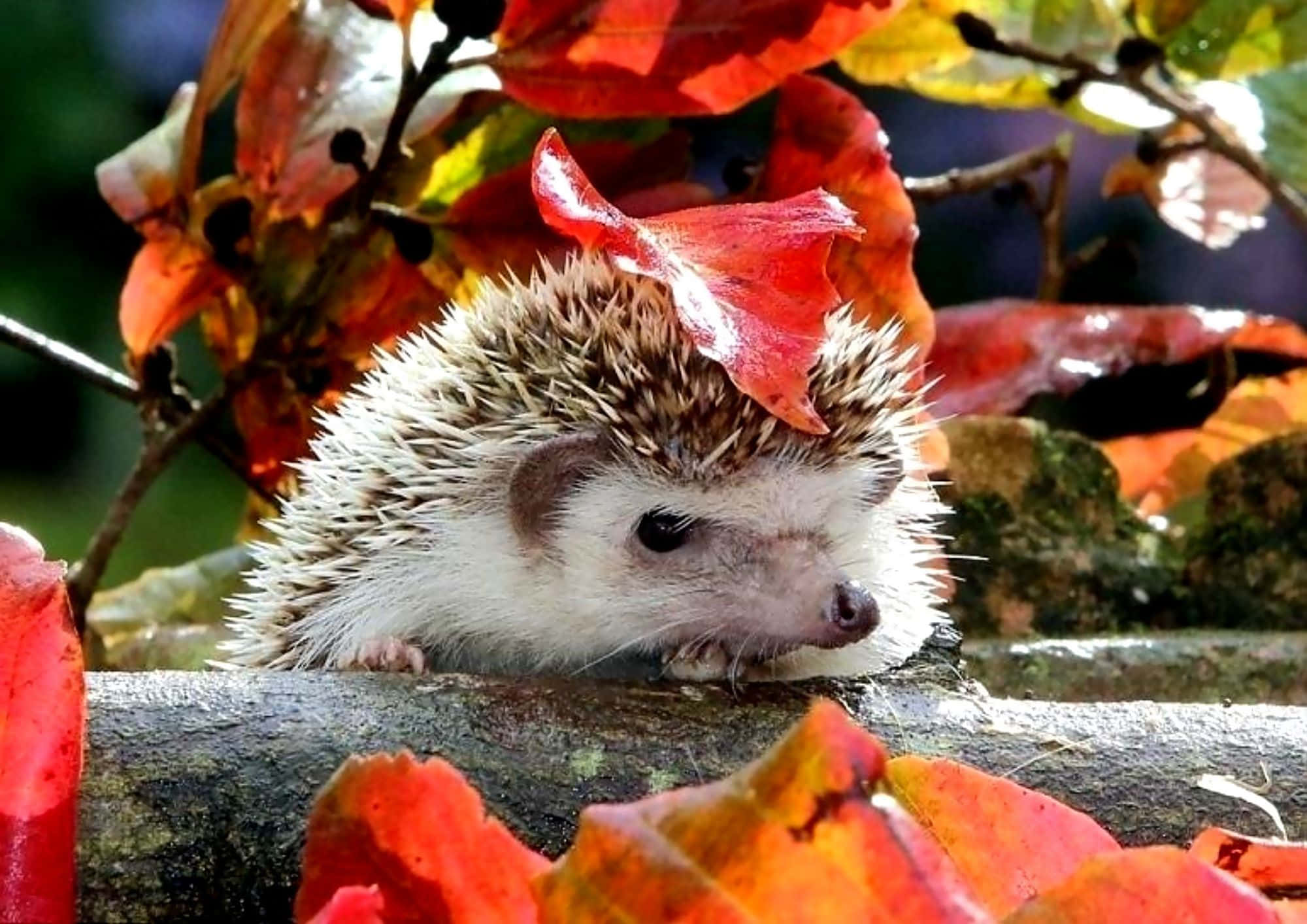 cute hedgehog, mossy log, vibrant red, Full HD Desktop Wallpaper