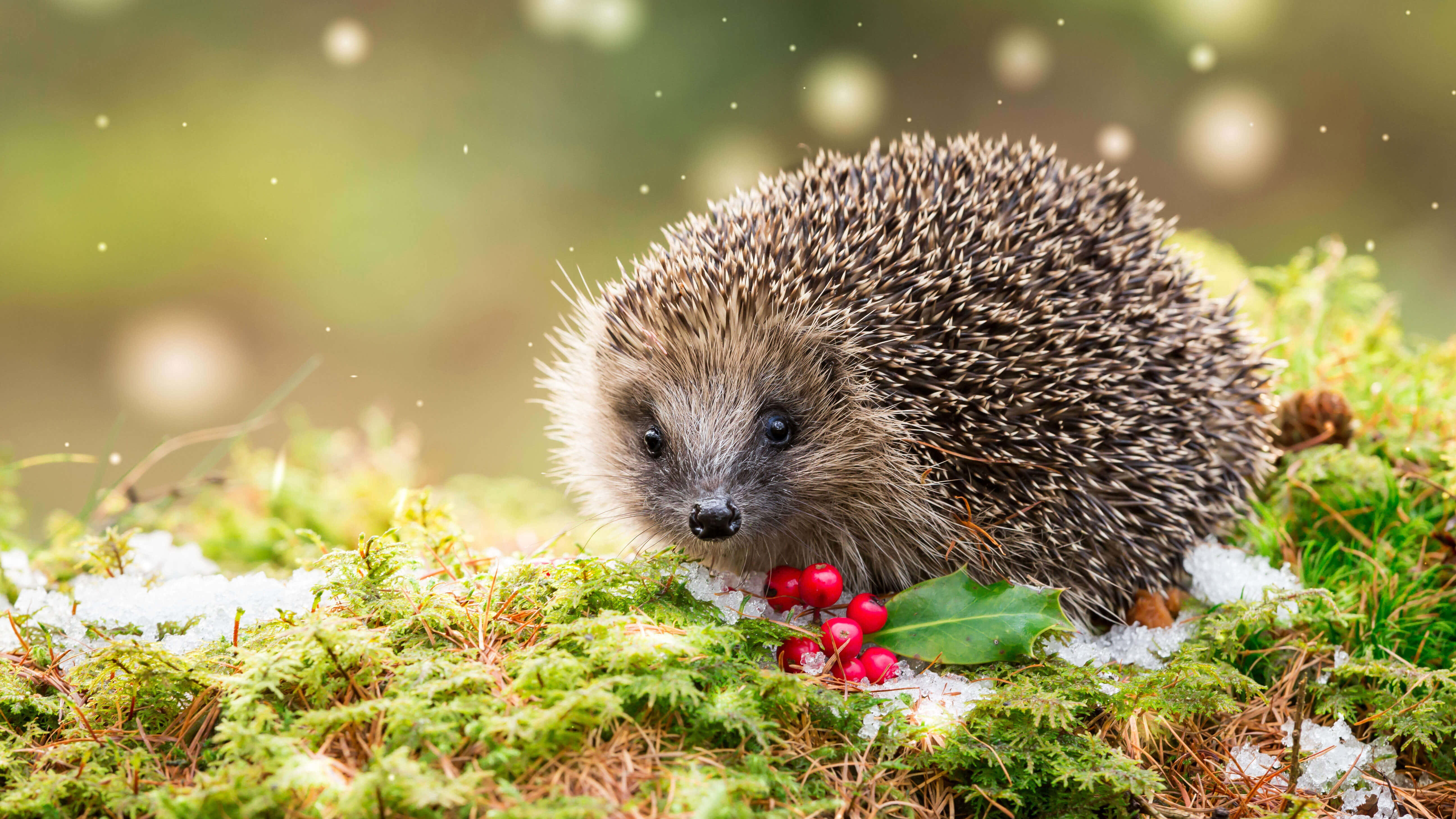 Cute Hedgehog, spiky brown fur, snowy moss, 5K Desktop Wallpaper