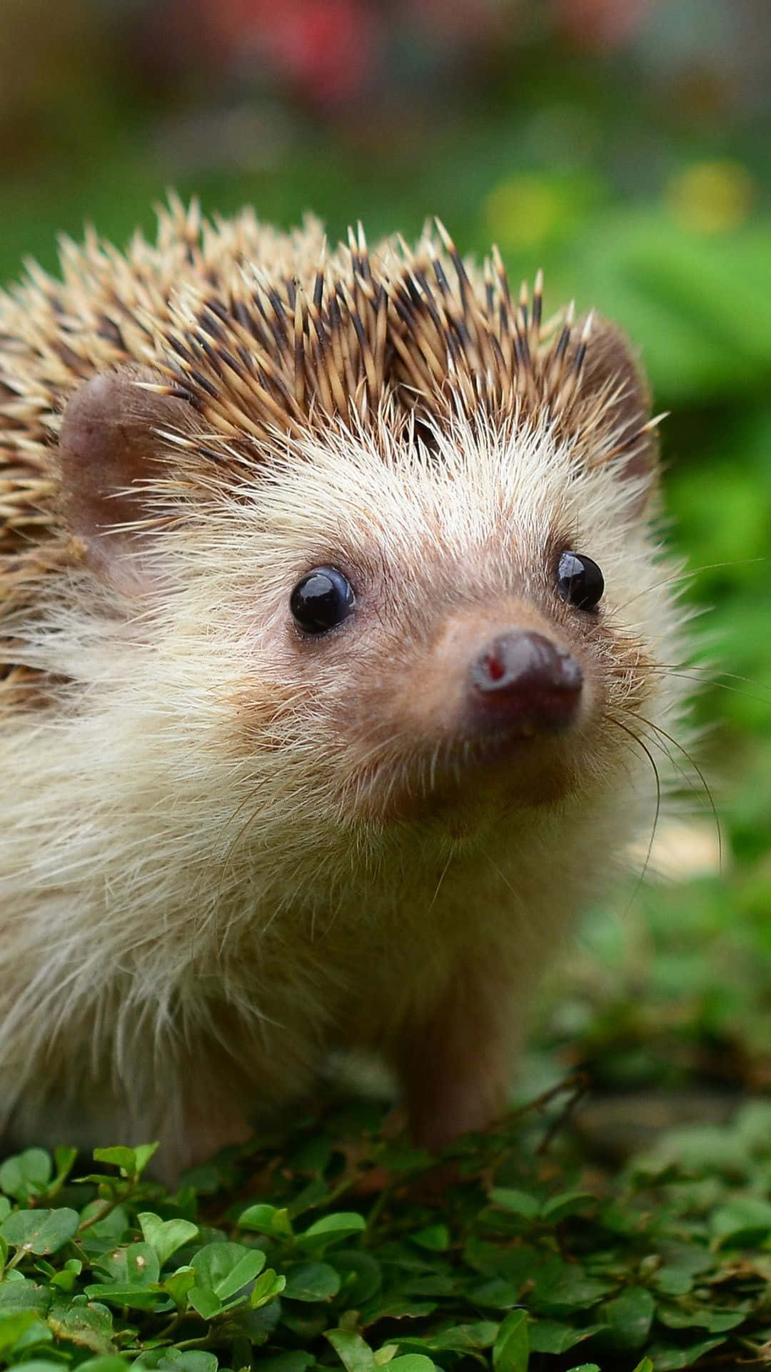 cute hedgehog, dark eyes, spiky quills, Full HD Phone Wallpaper