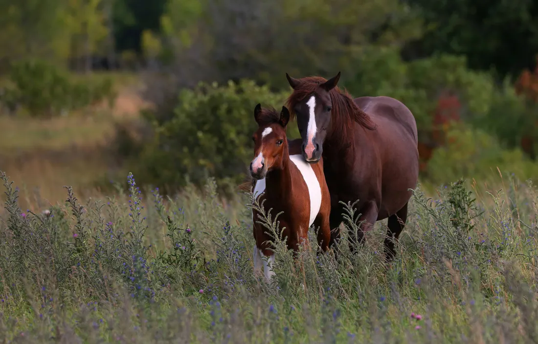 Cute Horse