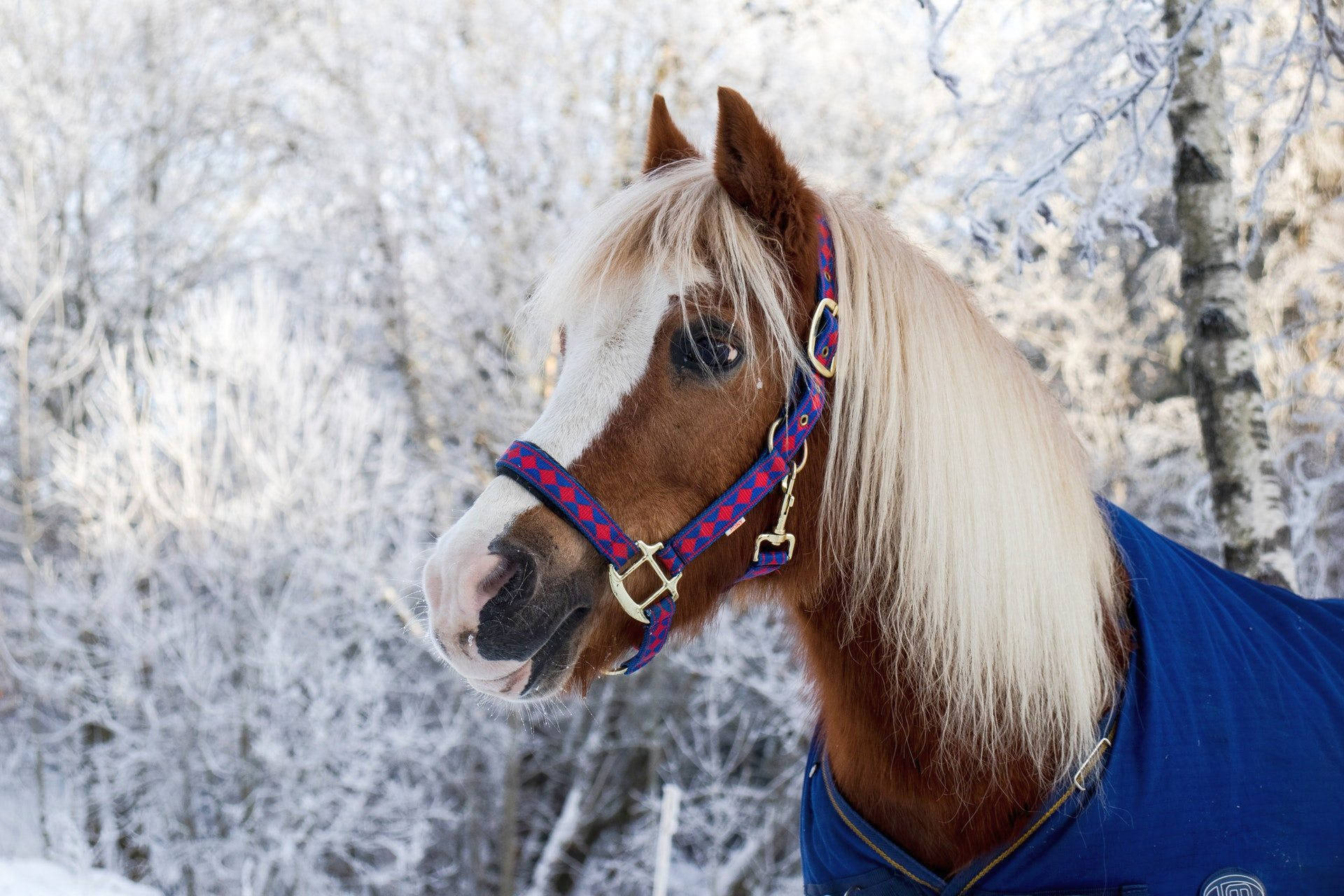 cute horse, blue outfit, brown horse, Full HD Desktop Wallpaper