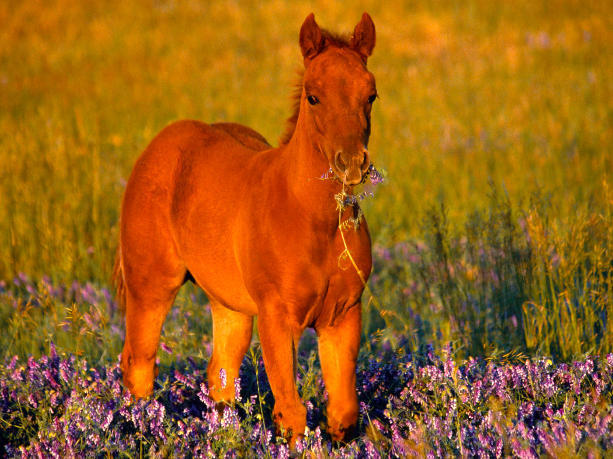chestnut foal, field of purple flowers, golden sunset light, Full HD Desktop Wallpaper