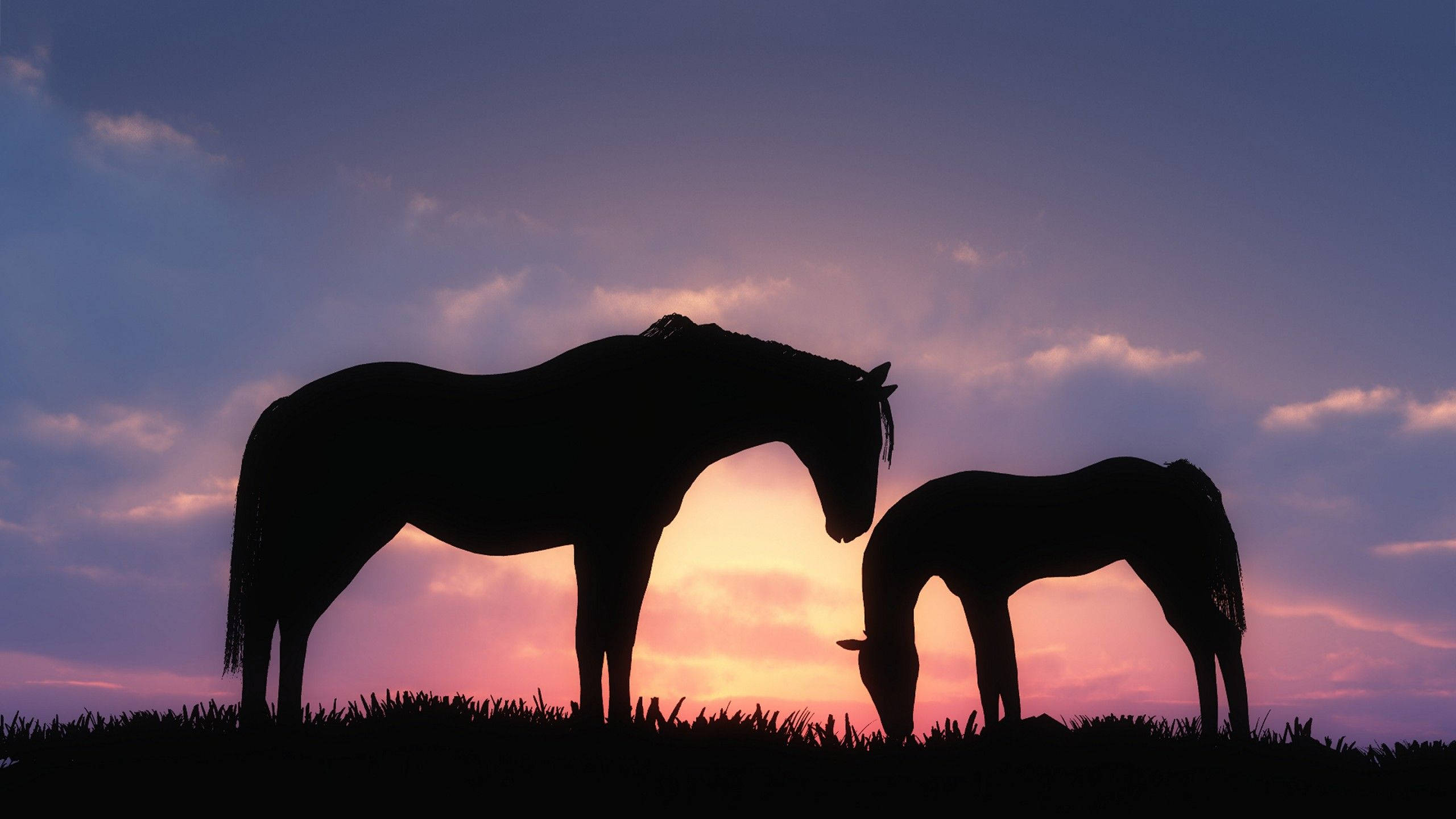 cute horse, silhouette, sunset, 2K Desktop Wallpaper